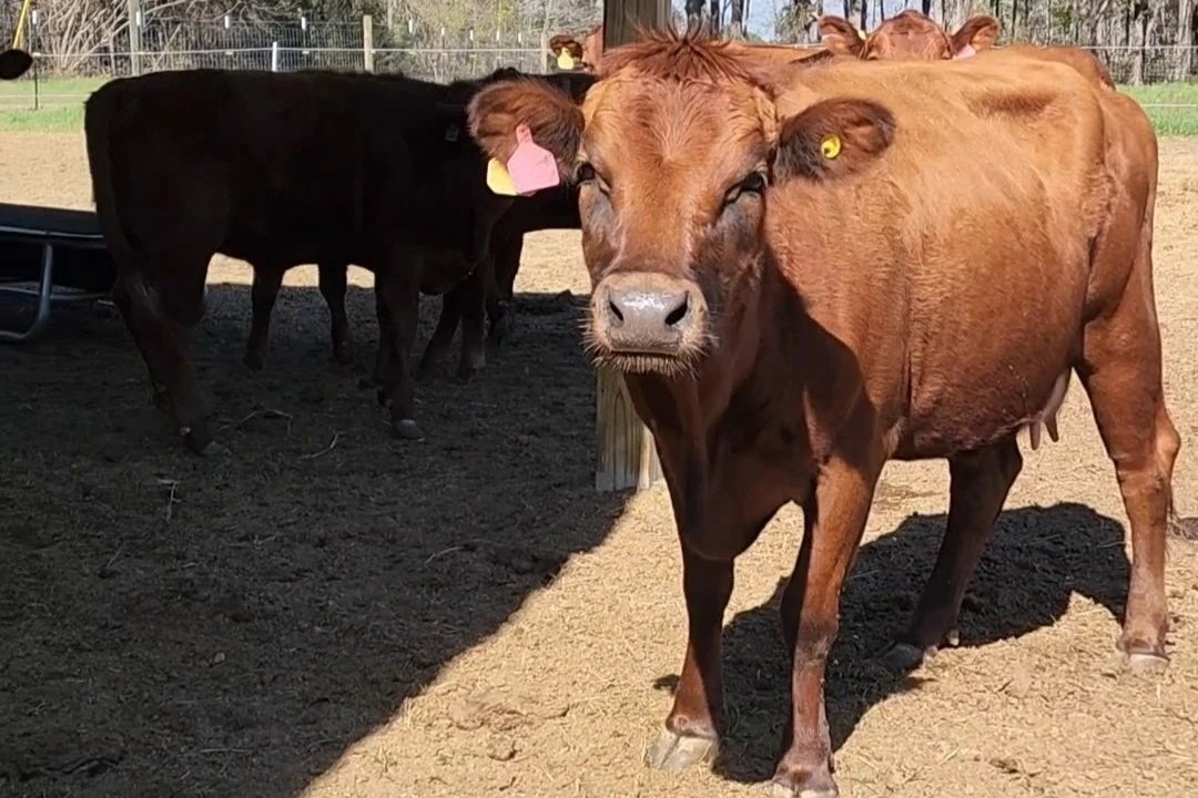 Rose Gold, One Owner Beef momma, posing for a picture in the corral.