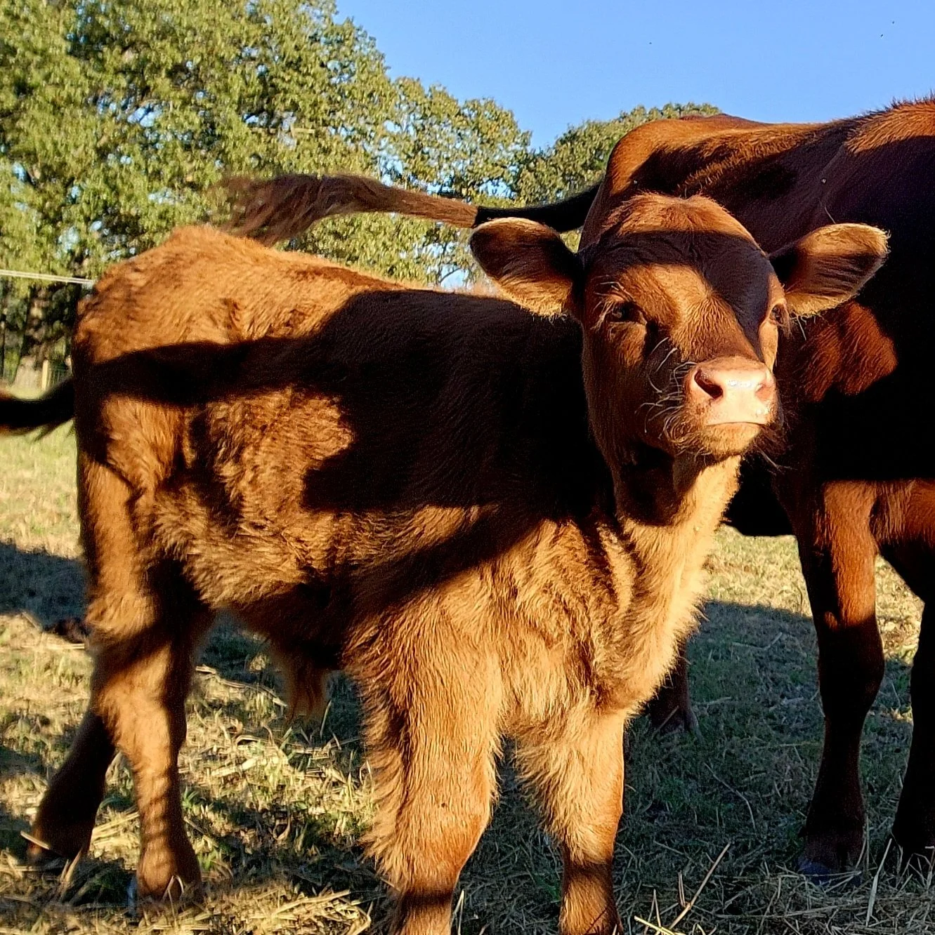 A group of calves standing outdoors on a grassy field with trees in the background. One calf in the foreground is looking directly at the camera, with brown and black fur. The other calves are partially visible behind it.