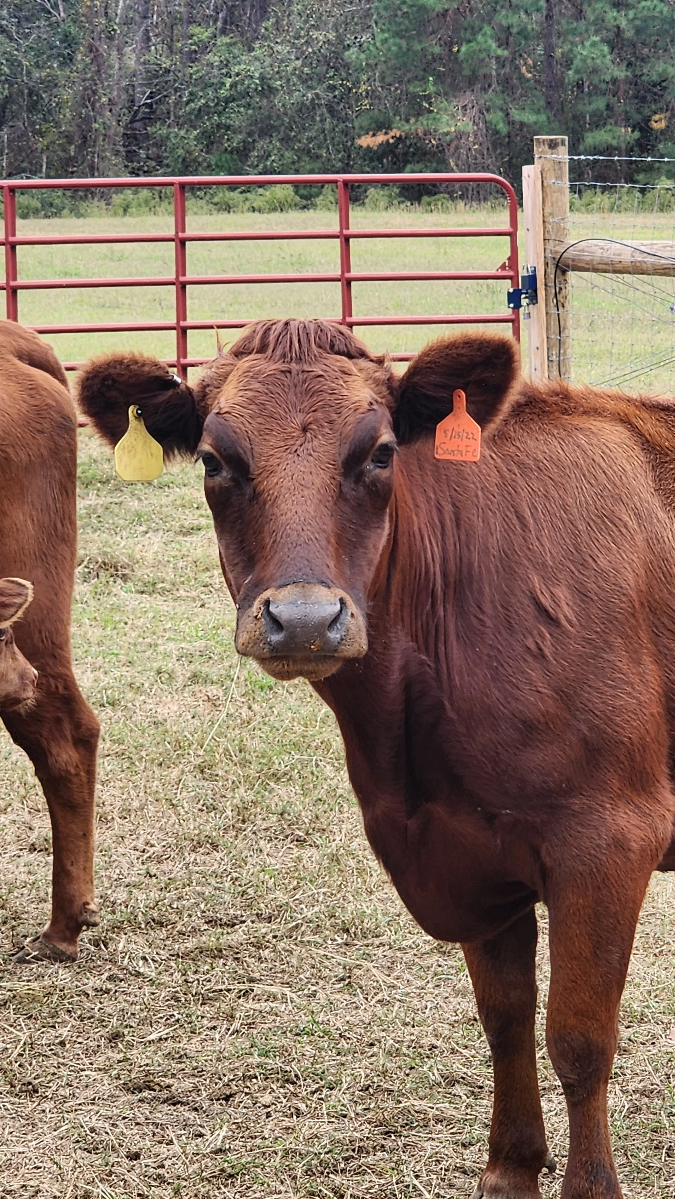 A young brown calf with a tag on its right ear and a yellow tag on its left ear, standing on grass near a wooden and metal fence.