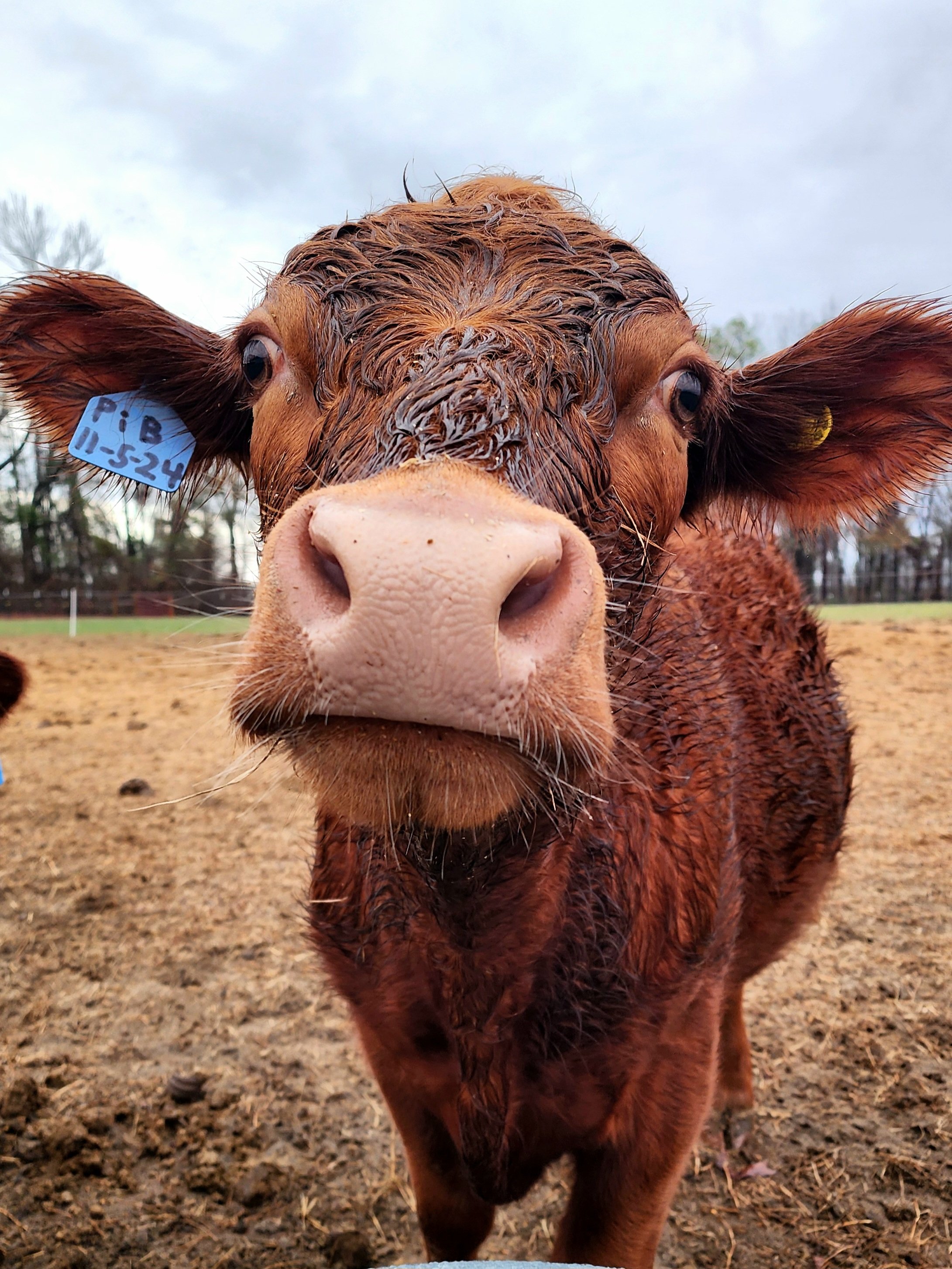 Close-up of a brown cow with a pink nose, wet hair, and large eyes, standing outdoors on a farm with a cloudy sky.