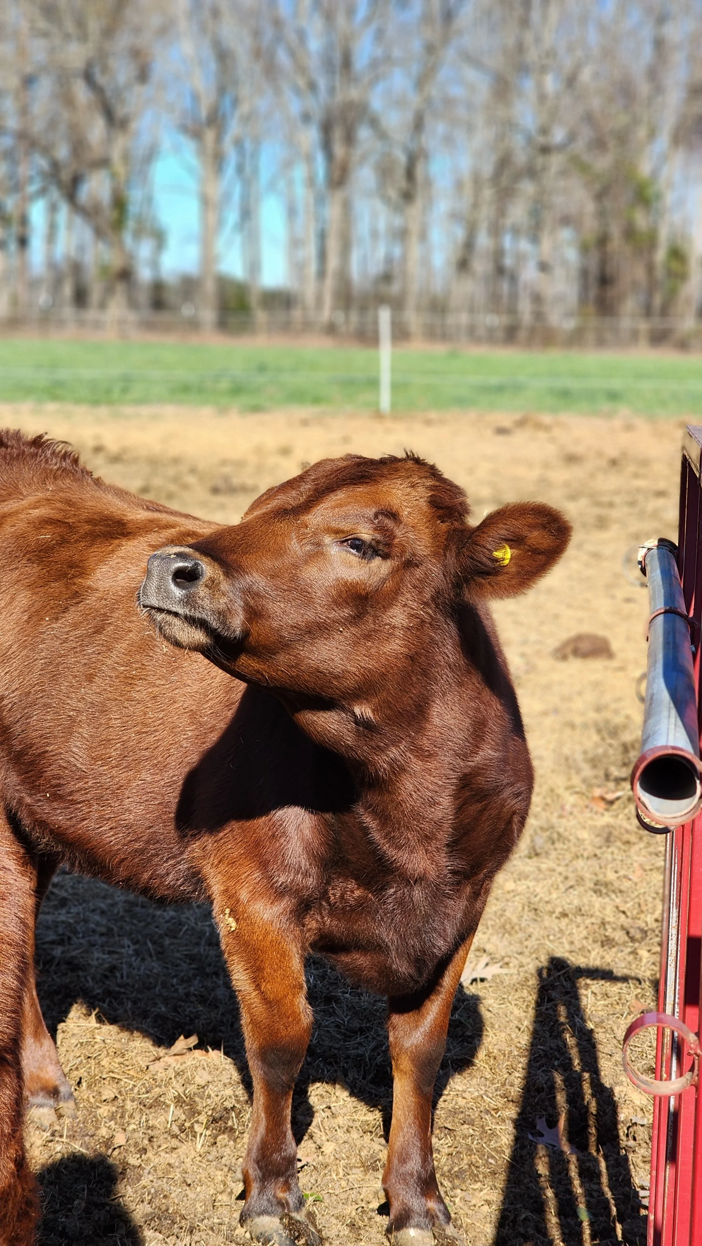 A young brown calf standing on dirt near a red rail fence, with a background of leafless trees and a green grassy field.