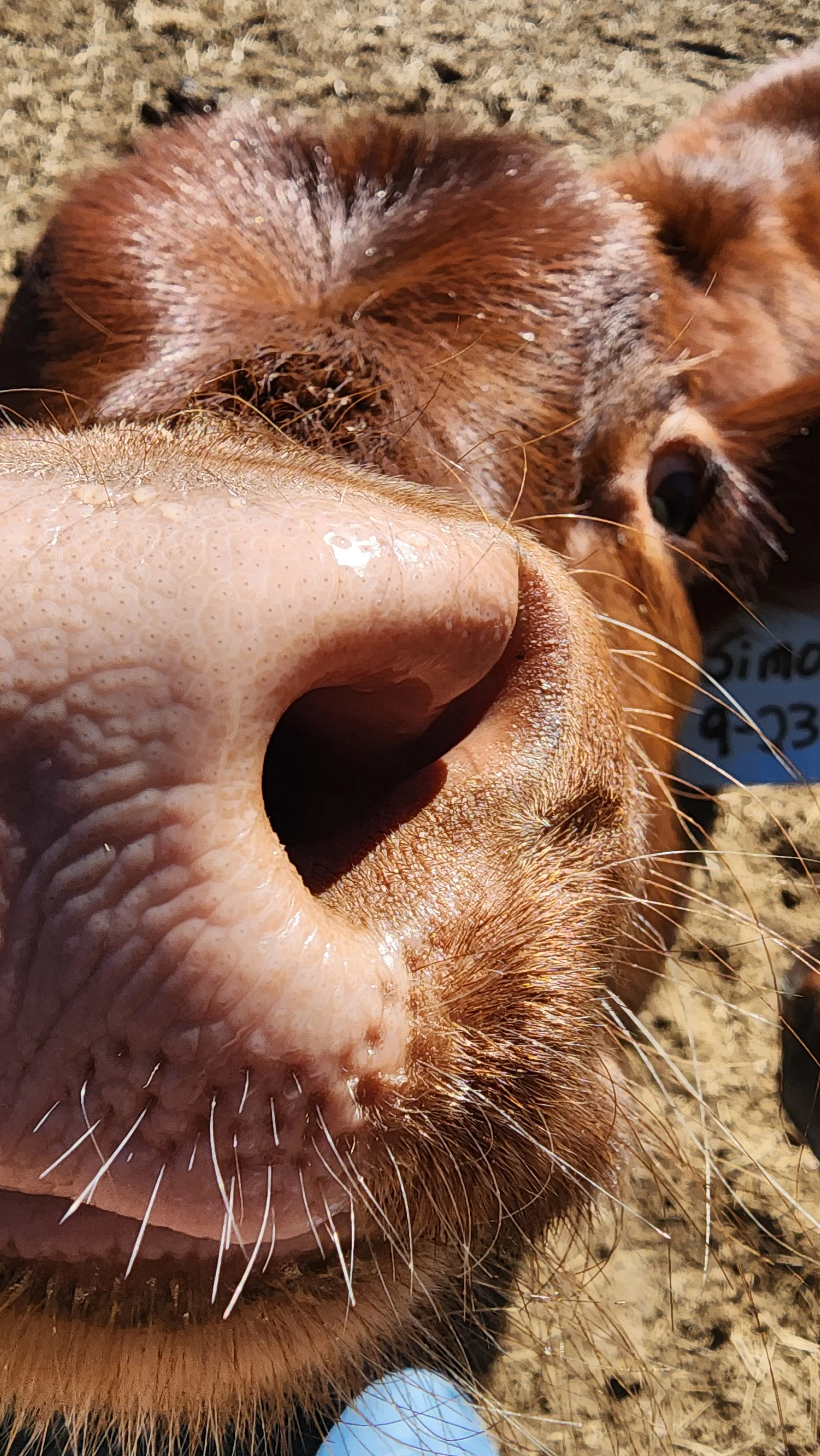 Close-up of a dog's nose, snout, and eye, with sandy ground in the background.
