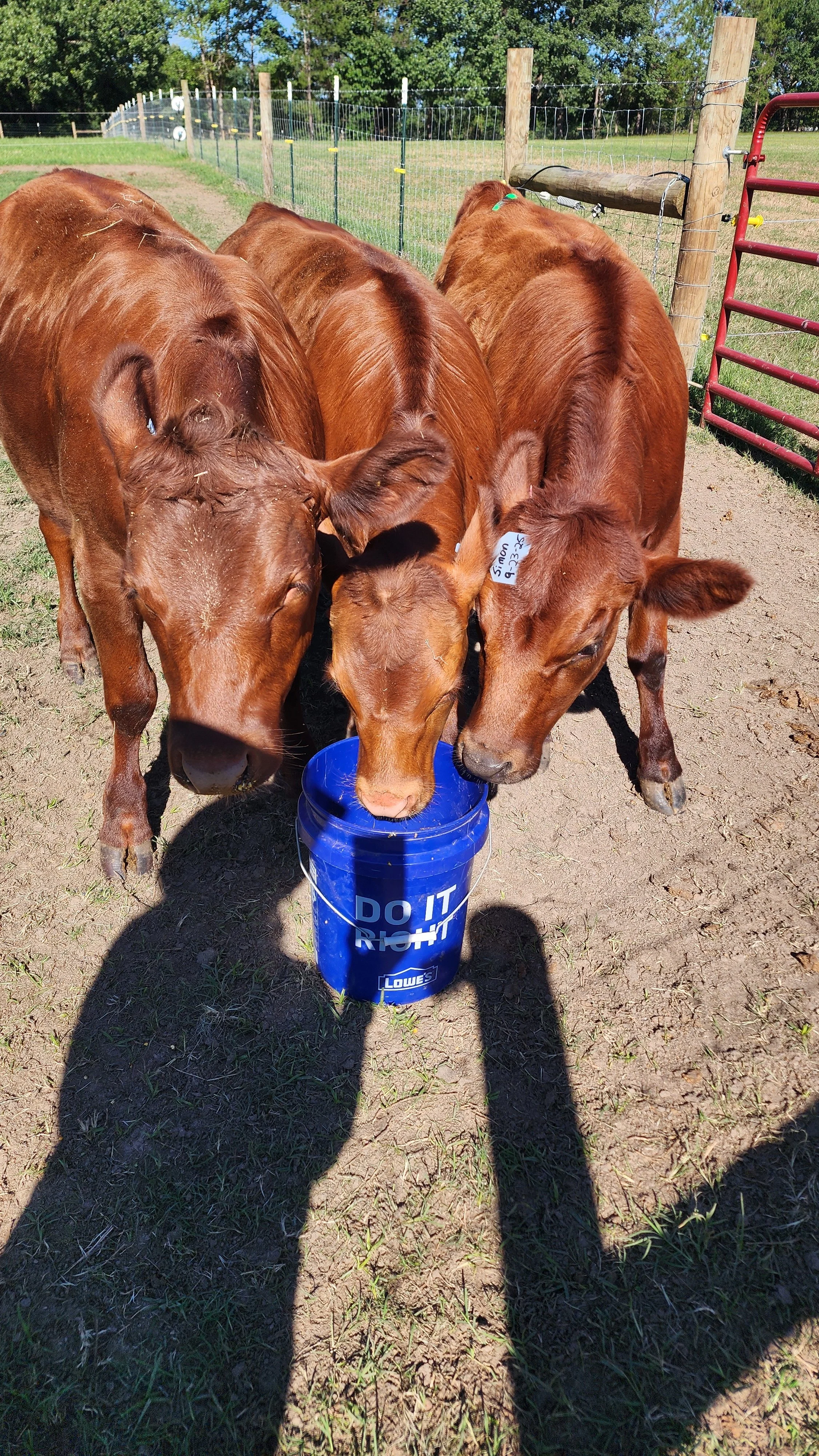 Three brown cows drinking water from a blue bucket labeled "DO IT RIGHT" in a fenced grassy field on a sunny day.