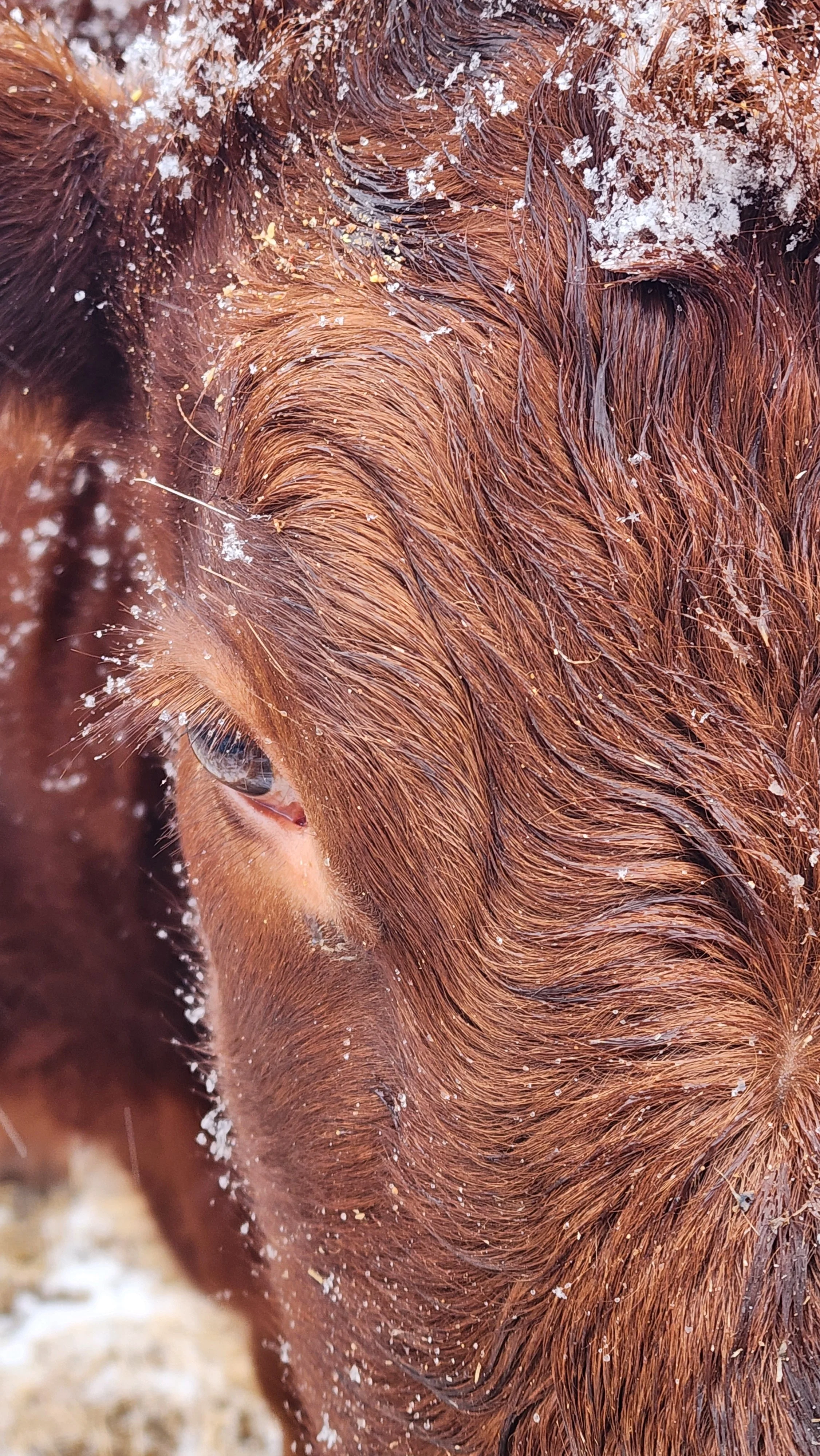 Close-up of a wet, reddish-brown horse's head with snowflakes on its coat and hair, showing part of its eye and ear.