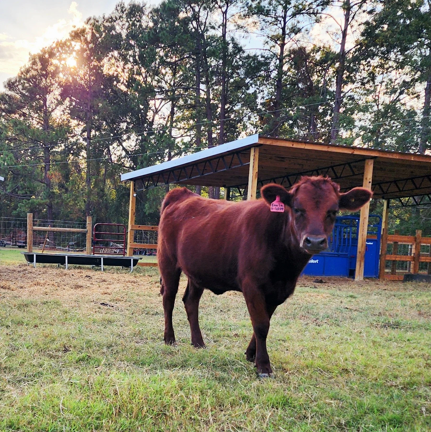 A young brown cow standing on grass in a farmyard with a wooden shelter behind it, trees and a sunset in the background.