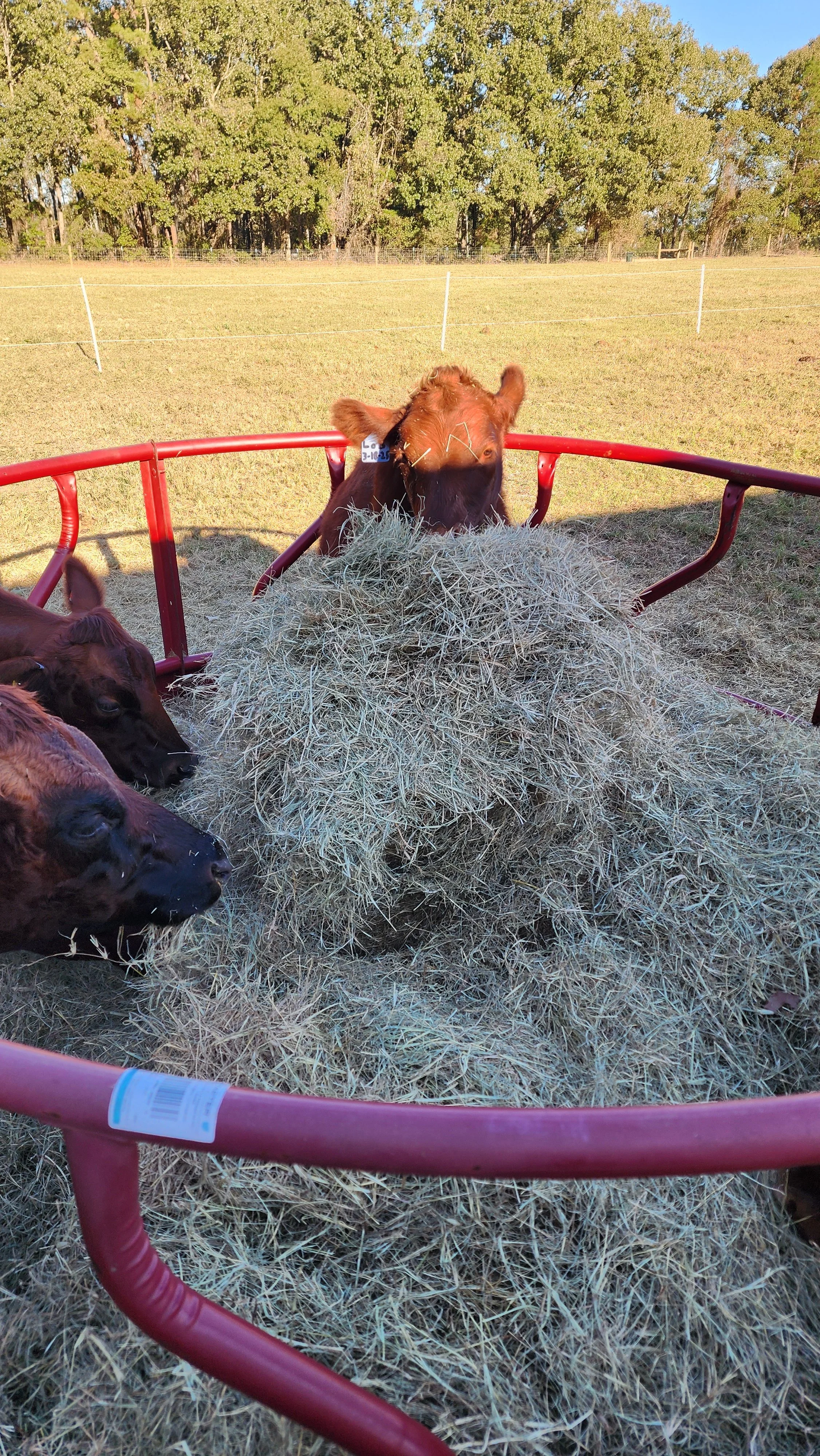 Brown calves gathered around a large pile of hay in a fenced outdoor field with green trees in the background.