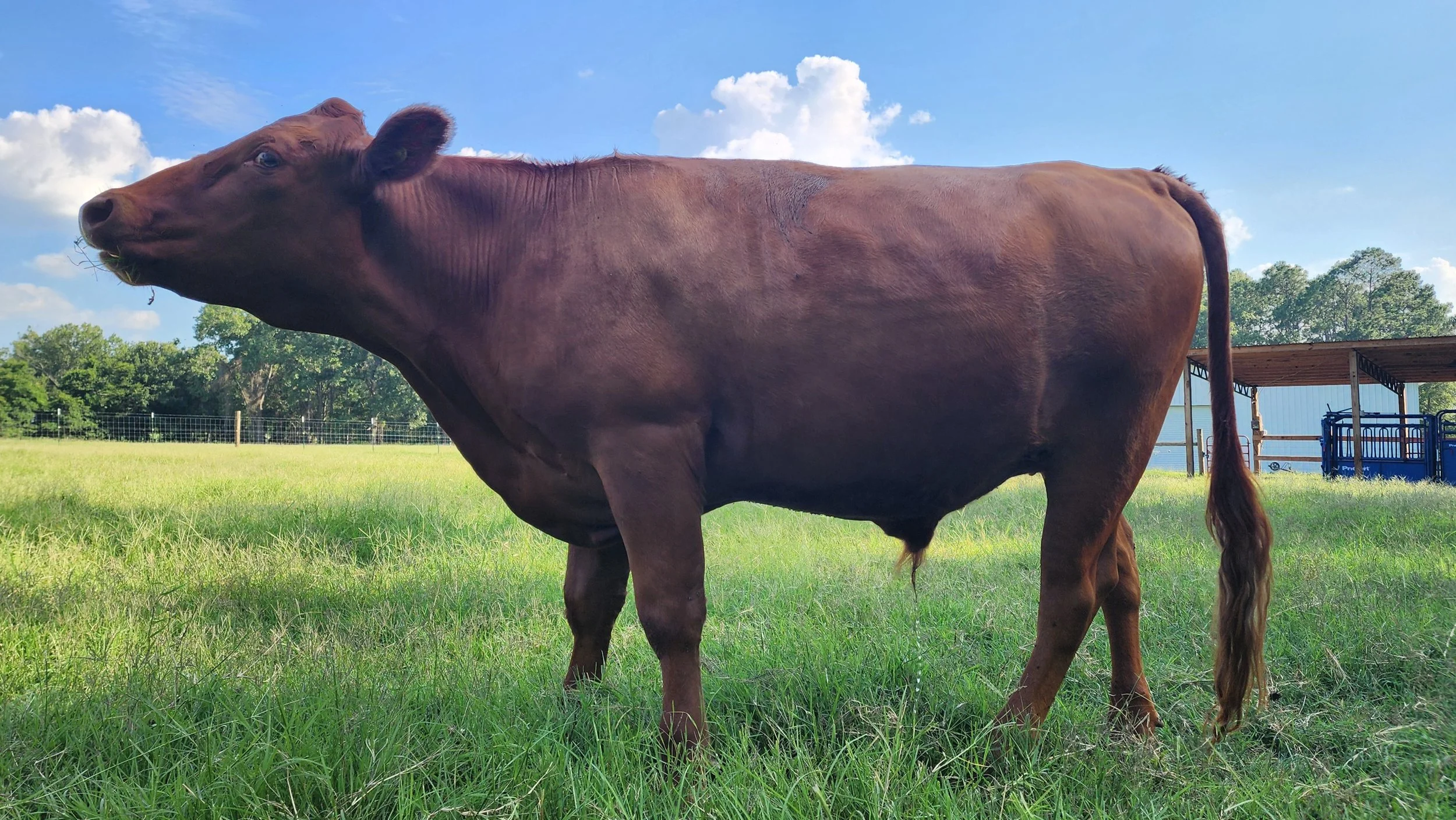 A brown cow standing in a grassy field with a fence, trees, and a blue building in the background, under a partly cloudy sky.