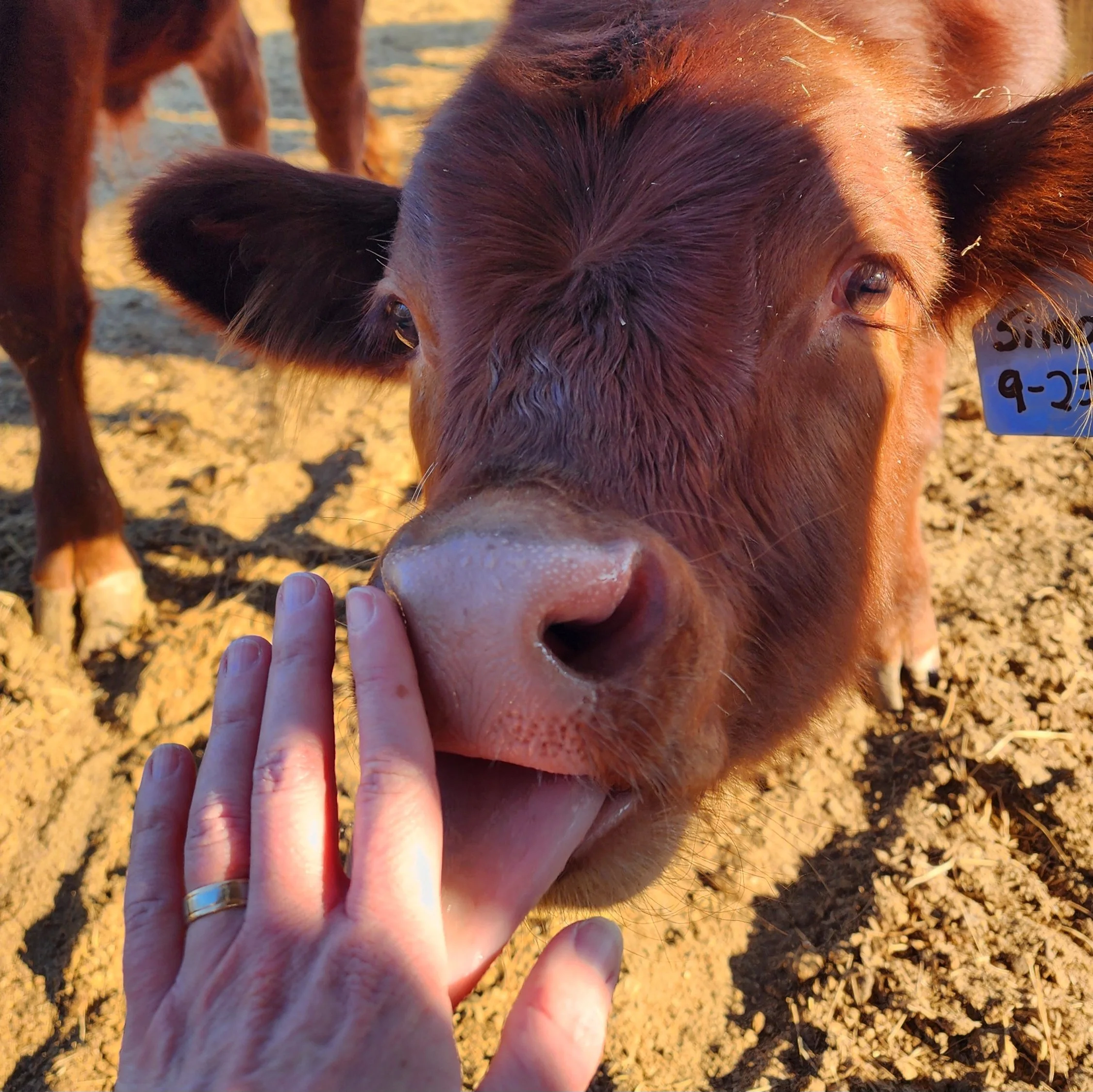 Close-up of a red cow's face as a person touches her nose; the cow has a tag with the numbers 9-2-3.
