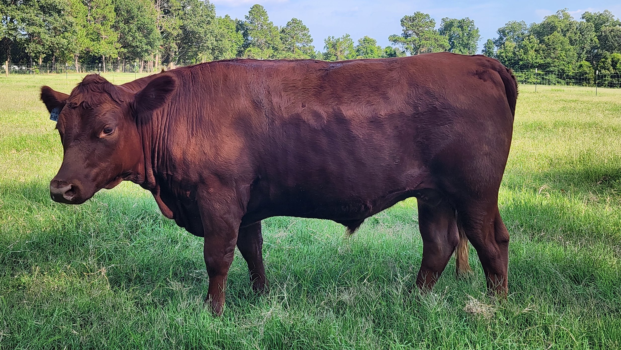 A brown cow standing in a grassy field with trees in the background under a partly cloudy sky.