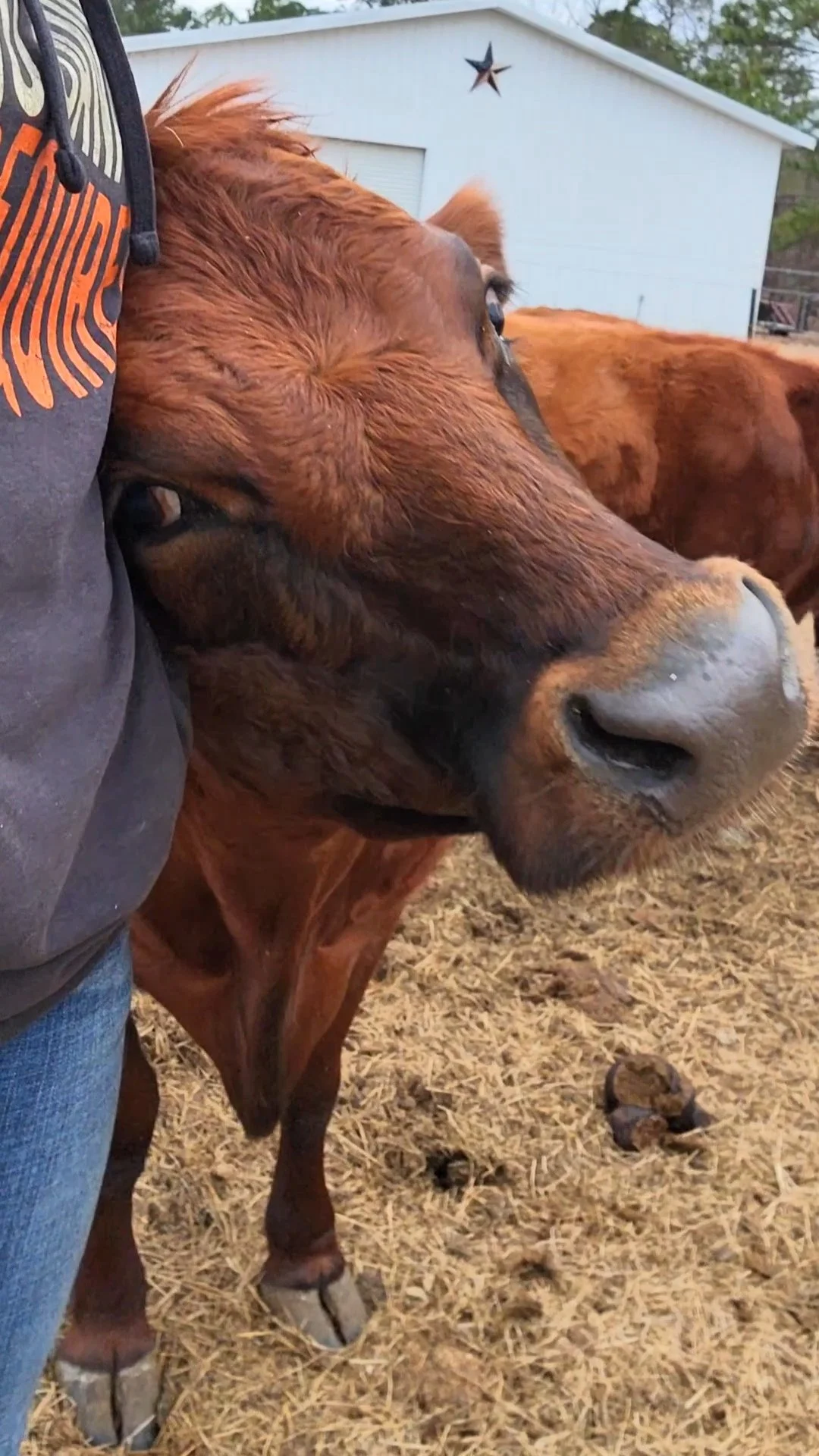 Close-up of a brown cow nuzzling a person who is partially visible, with a barn and star decoration in the background, on a farm.