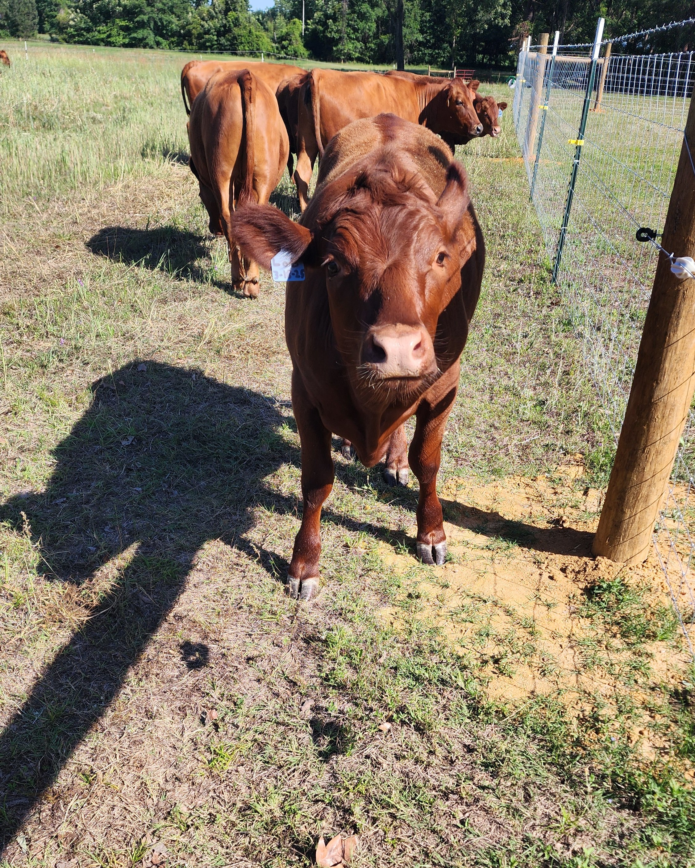 A group of brown cattle in a grassy field enclosed by a wire fence, with trees in the background and bright sunlight casting shadows.