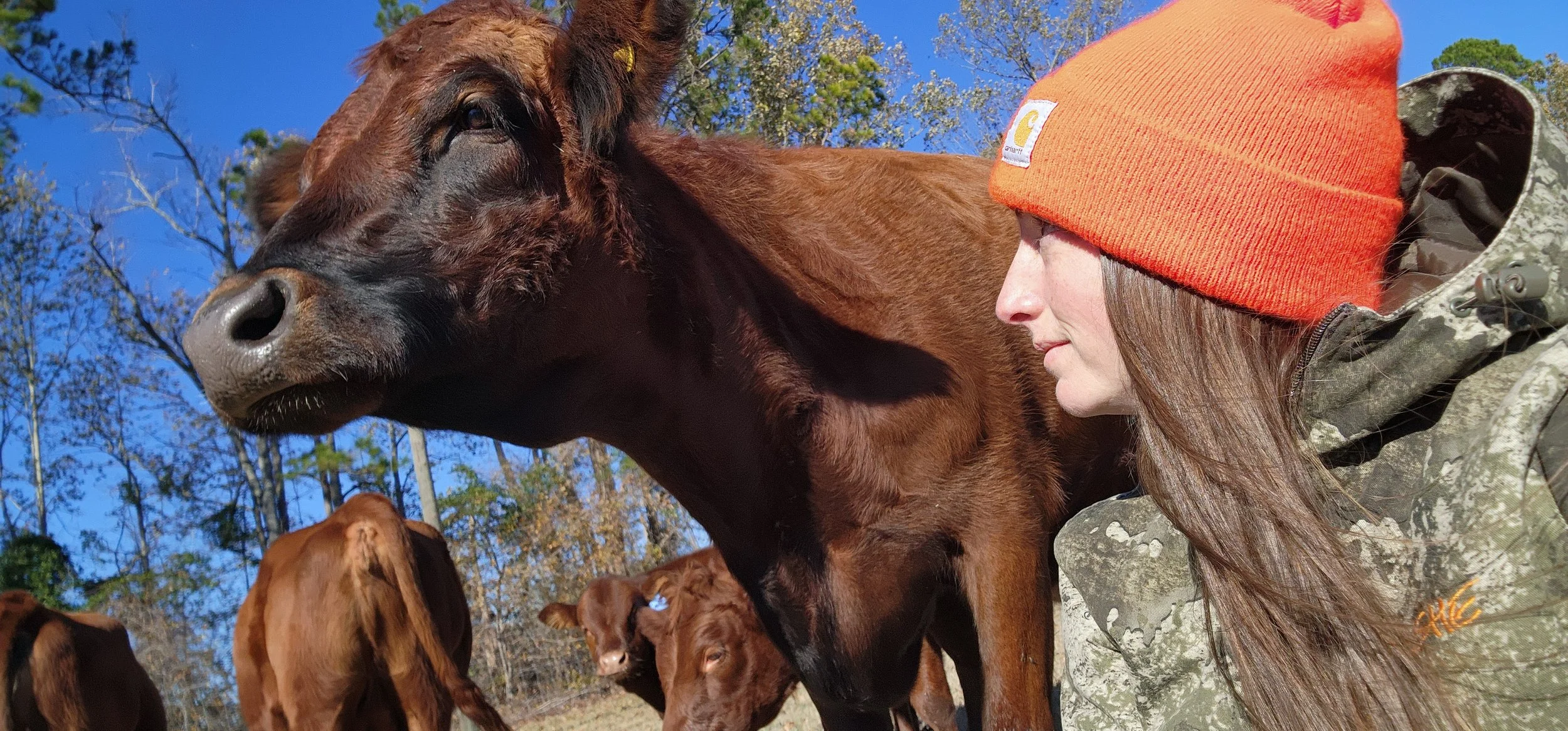 A woman in camouflage clothing and an orange Carhartt hat is close to a large brown cow, touching noses outdoors on a sunny day with blue skies and trees in the background.
