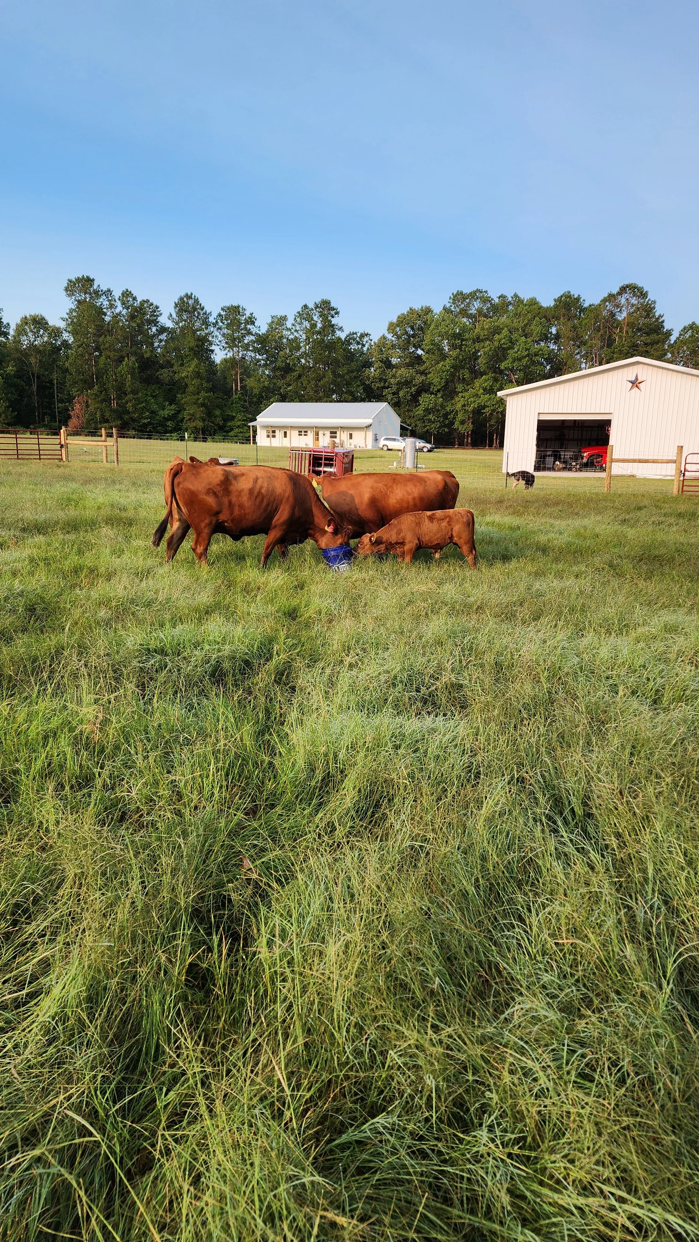 One Owner Beef cows grazing in a grassy field near a white barn and a large metal shed under a clear blue sky.