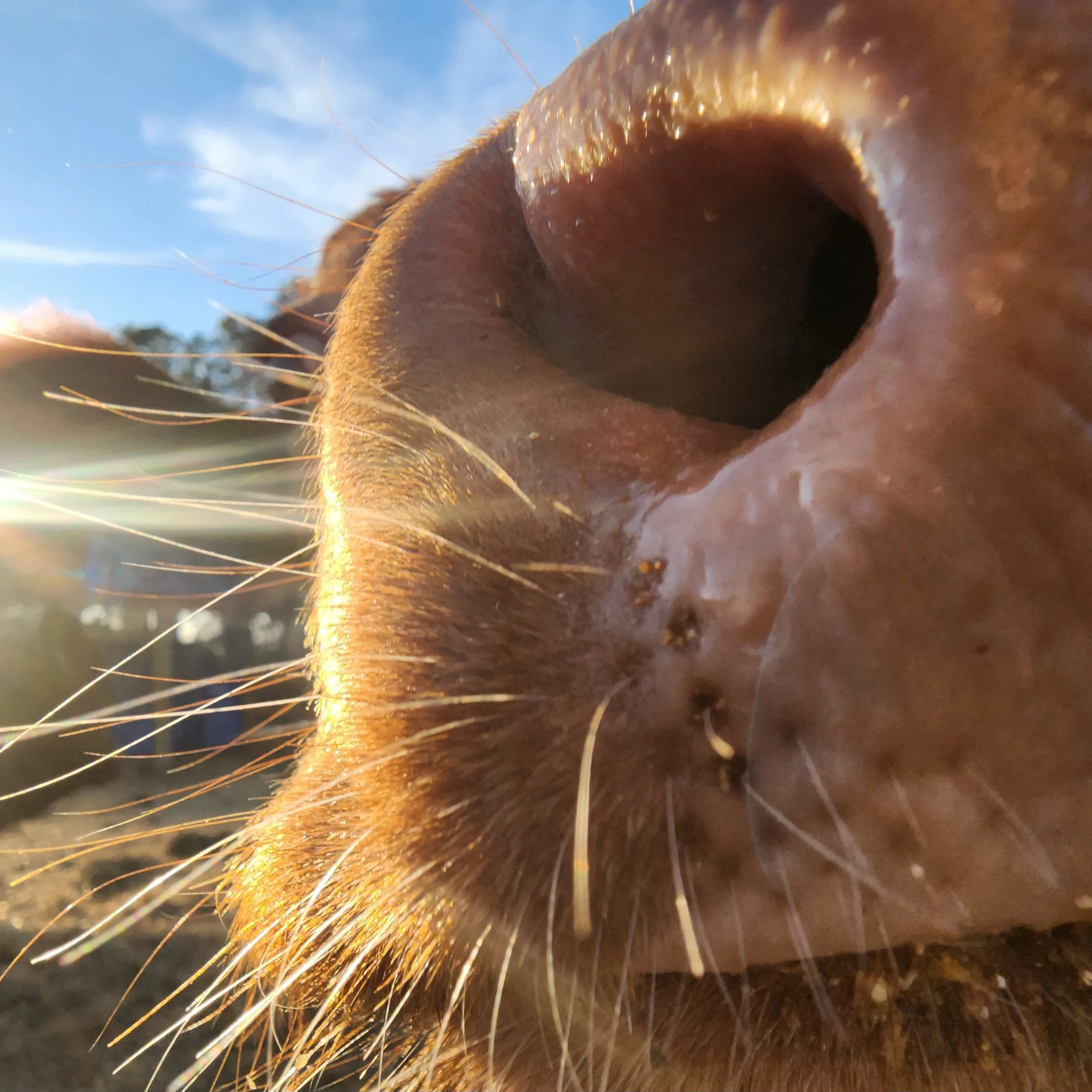 Close-up of a horse's nose and whiskers with a blue sky in the background.