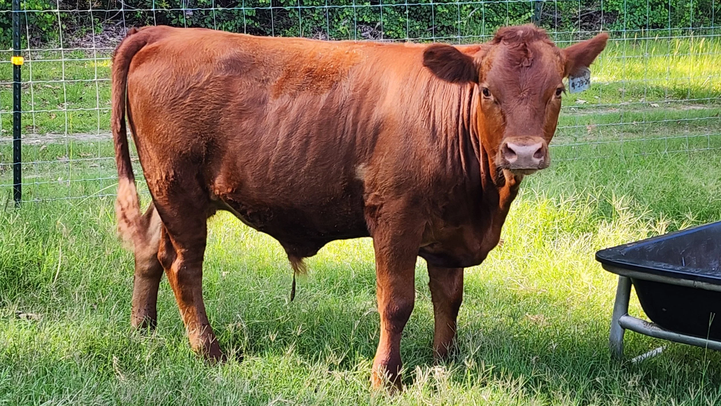 A brown cow standing on green grass inside a fenced outdoor area, with a tag on its ear and a black feeding tray nearby.