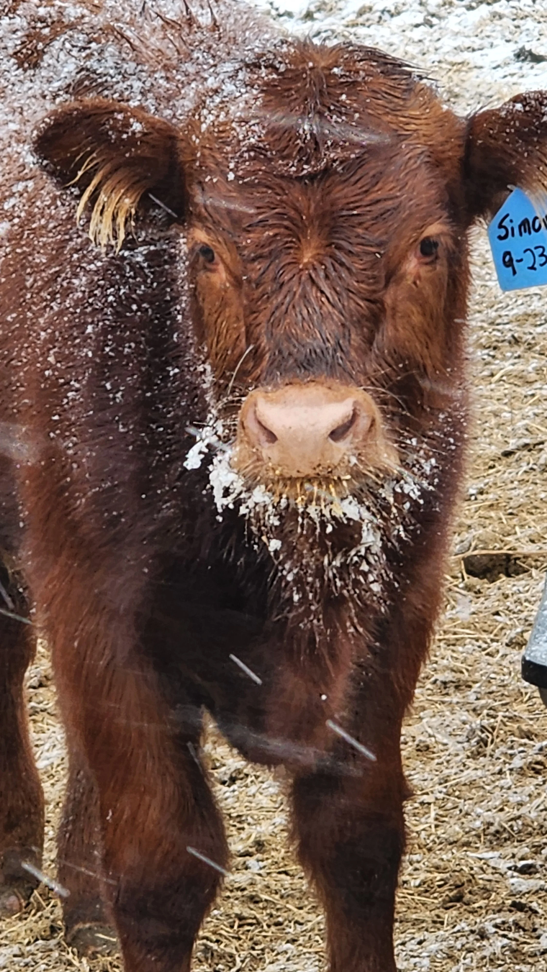 Close-up of a brown cow with snow on its face and a blue ear tag.