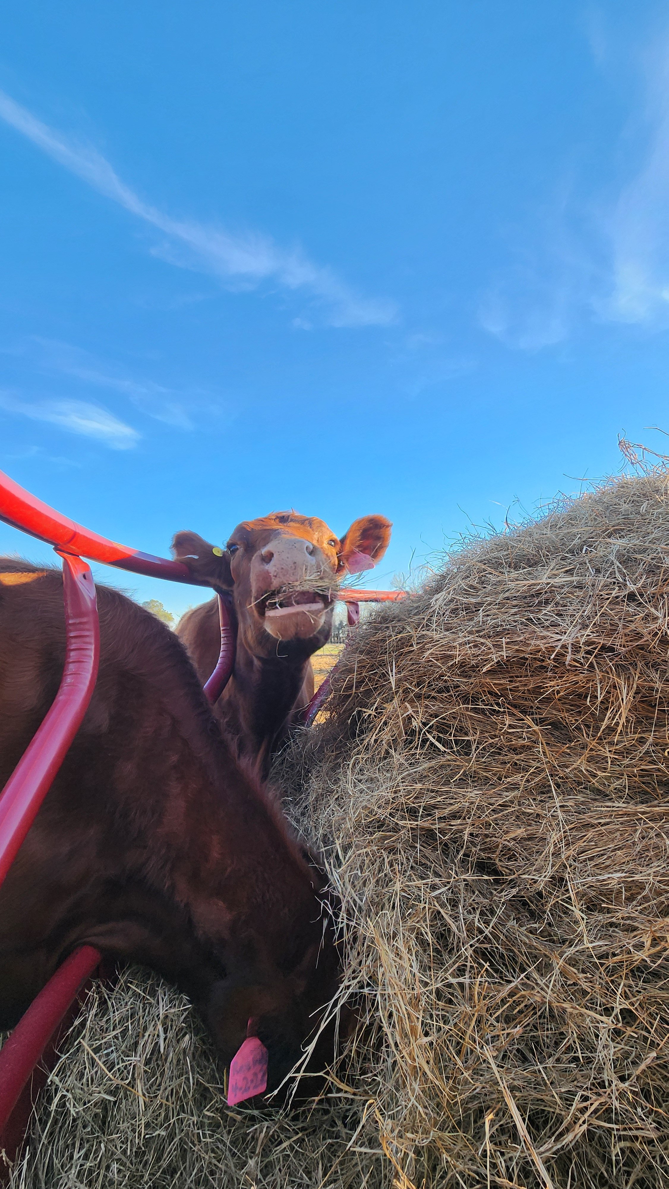 A cow eating hay in a farm field with a blue sky and some clouds.