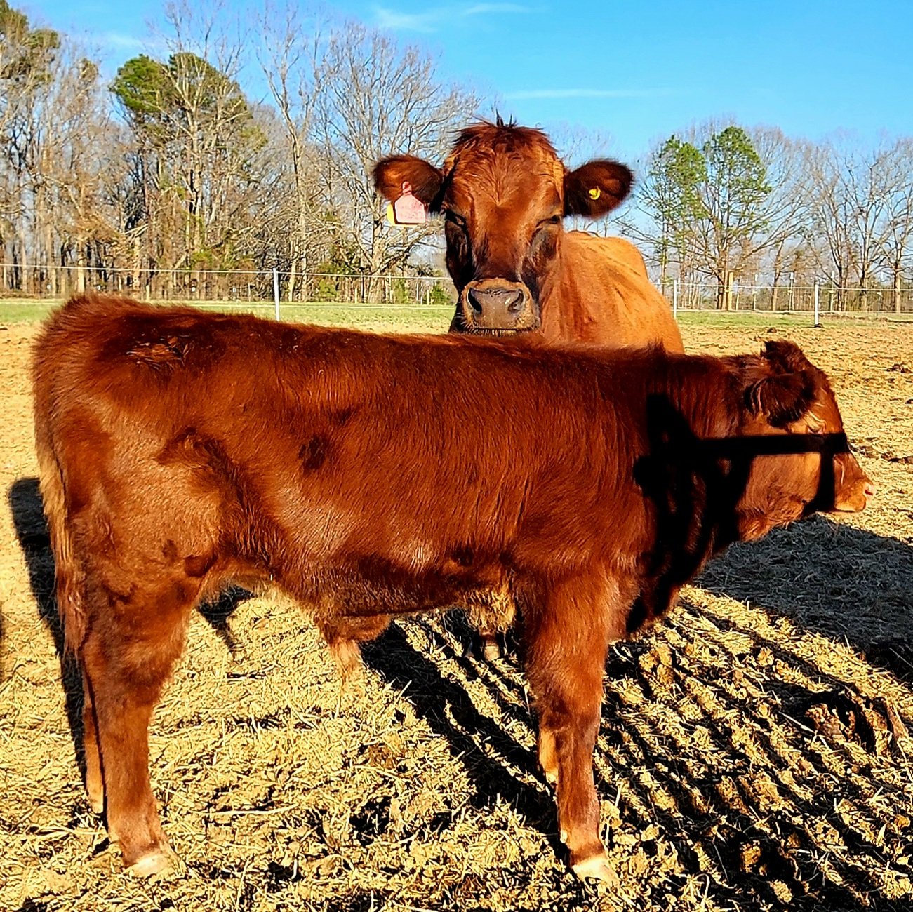 Two brown calves standing in a pasture on a sunny day, with trees and a blue sky in the background.