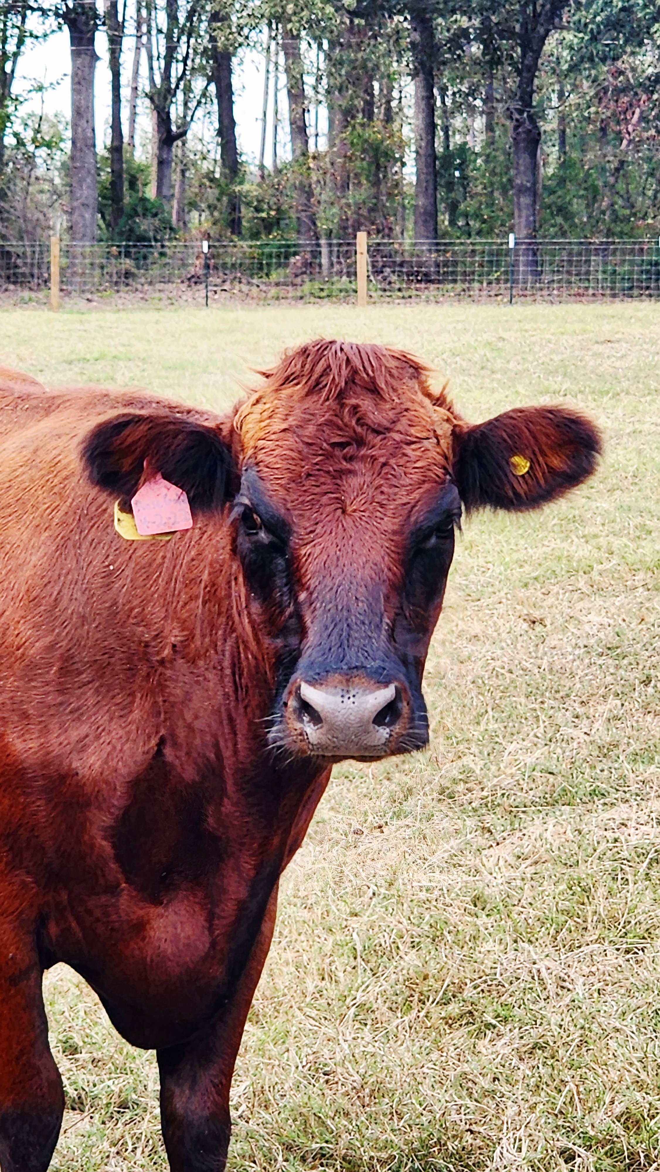 Rose Gold, One Owner Beef momma, posing for a picture in the pasture.