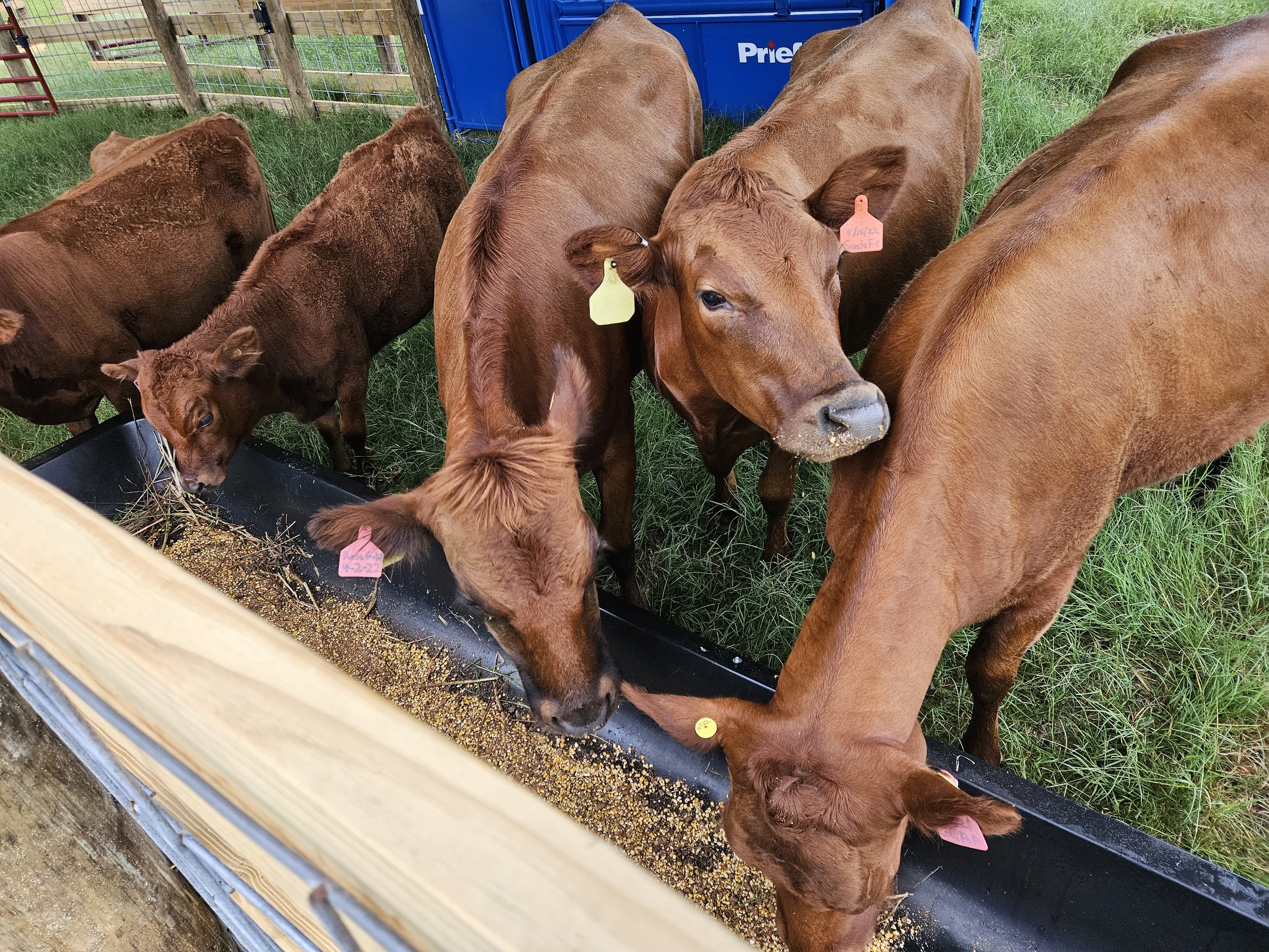 A group of One Owner Beef cows eating from a black feeding trough in a fenced outdoor area with grass and wood fencing.