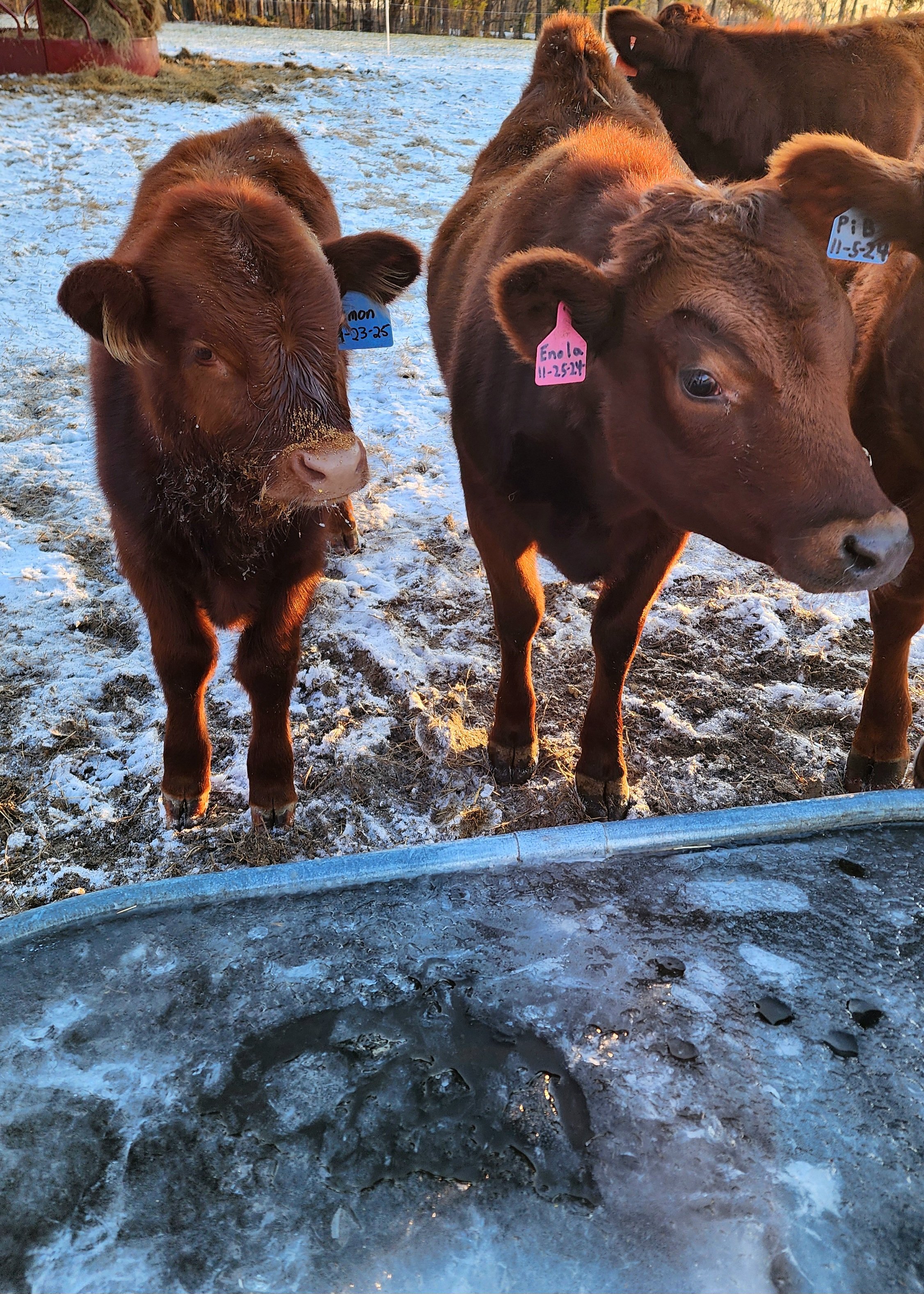 Several brown calves standing outdoors on a snowy field near a water trough, with tags on their ears and trees in the background.