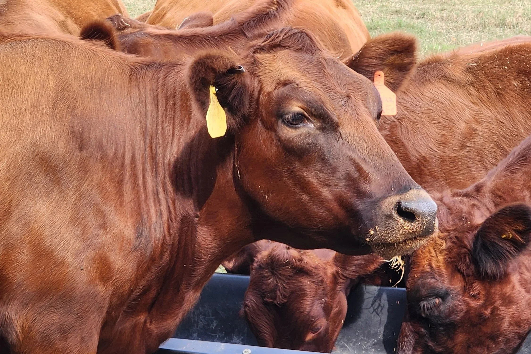 A group of brown cows tightly packed together outdoors, some with yellow and orange ear tags.