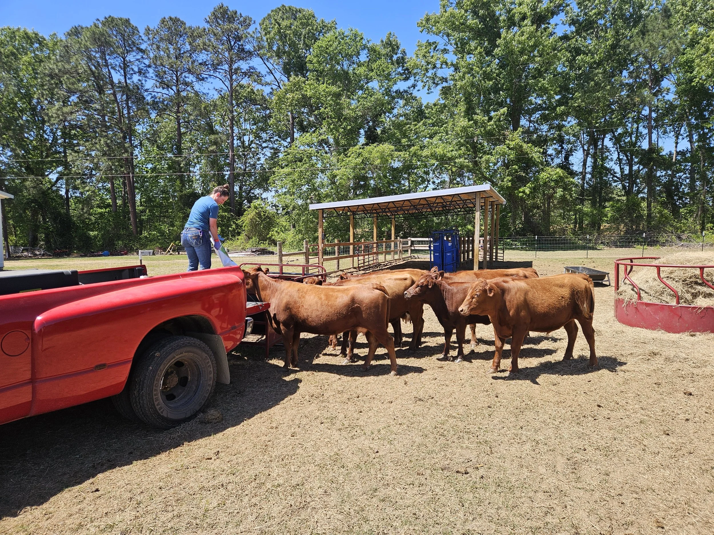 A person wearing a blue shirt and jeans working with a group of brown cows near a red flatbed truck in a rural outdoor setting with tall green trees and a blue sky.