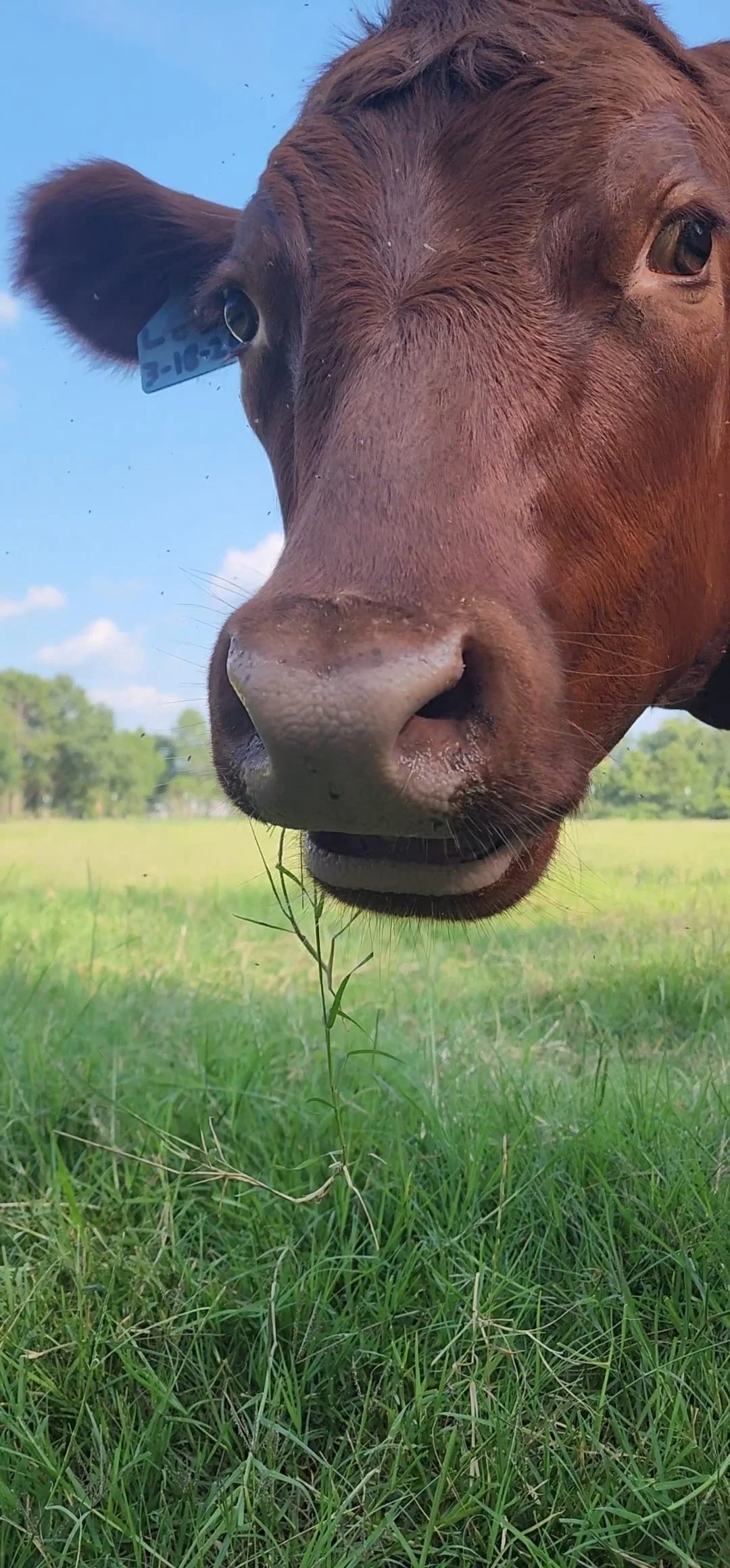 Close-up of a brown cow's face outdoors on a grassy field with a blue sky in the background.