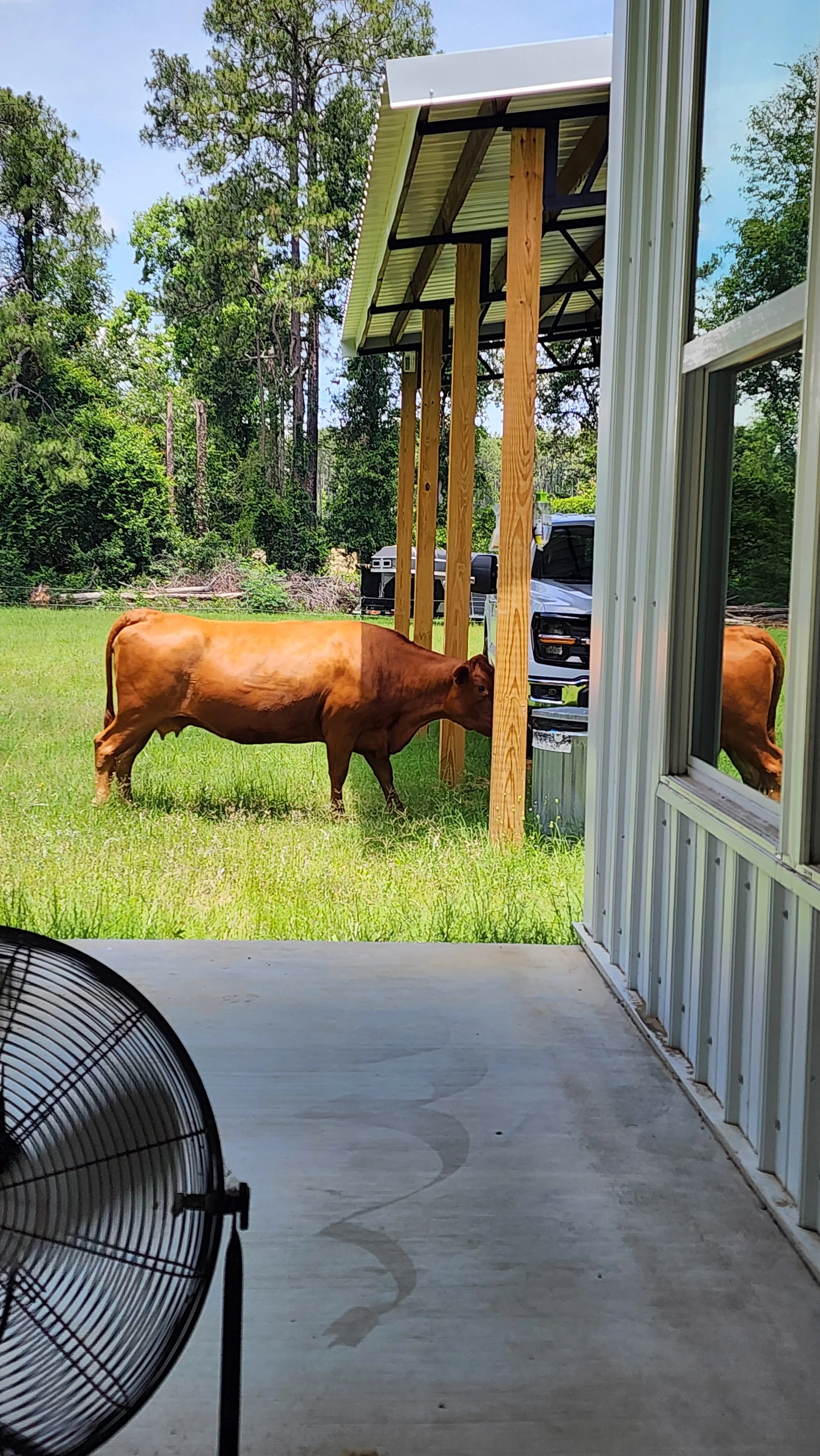 One Owner Beef cow grazing on green grass in the backyard.