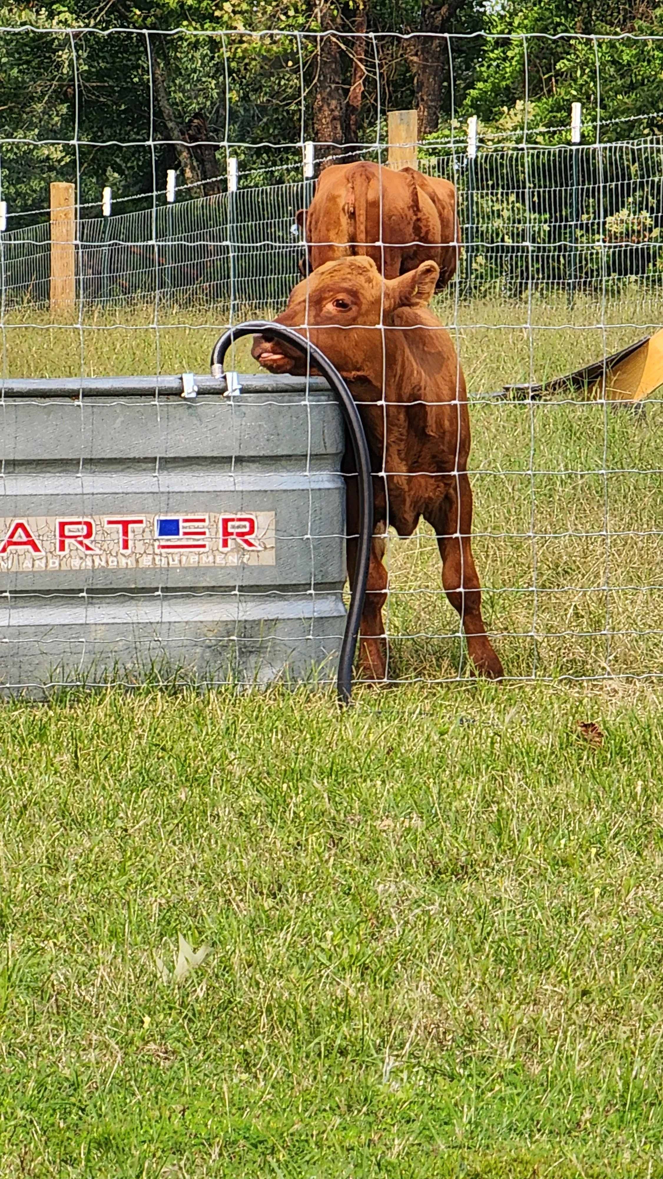A One Owner Beef calf is standing behind a wire fence, with its tongue sticking out, next to a water trough. In the background, a larger cow is grazing in a grassy field.
