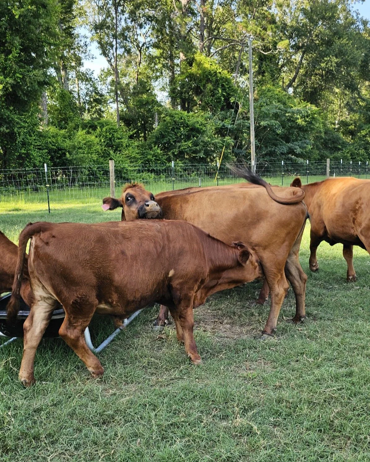 Young brown cows graze in a grassy field with a background of trees and a wire fence.