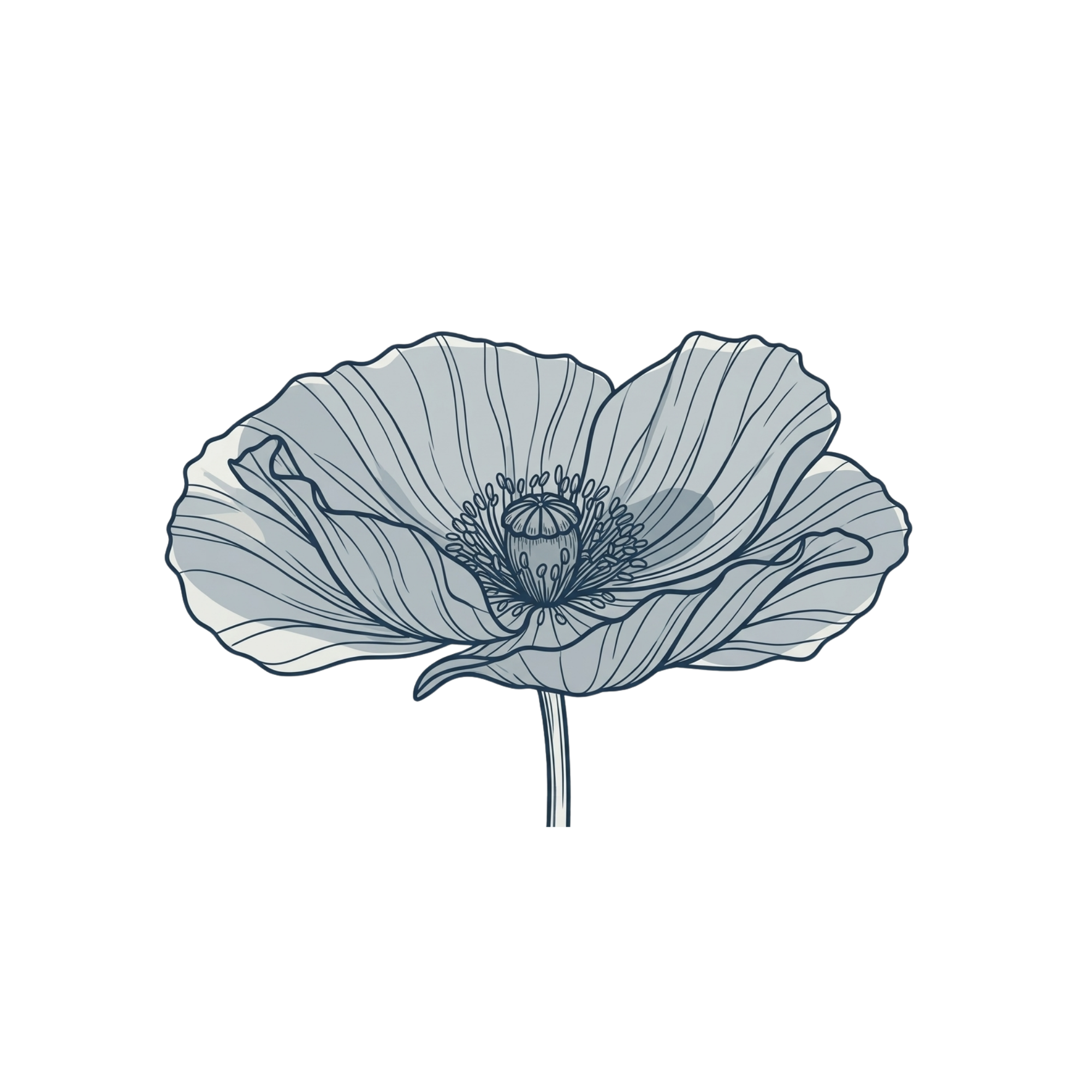 Detailed line drawing of a poppy flower, showing its petals, pistil, and stamen.