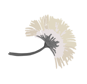A white dandelion with a gray stem against a black background.