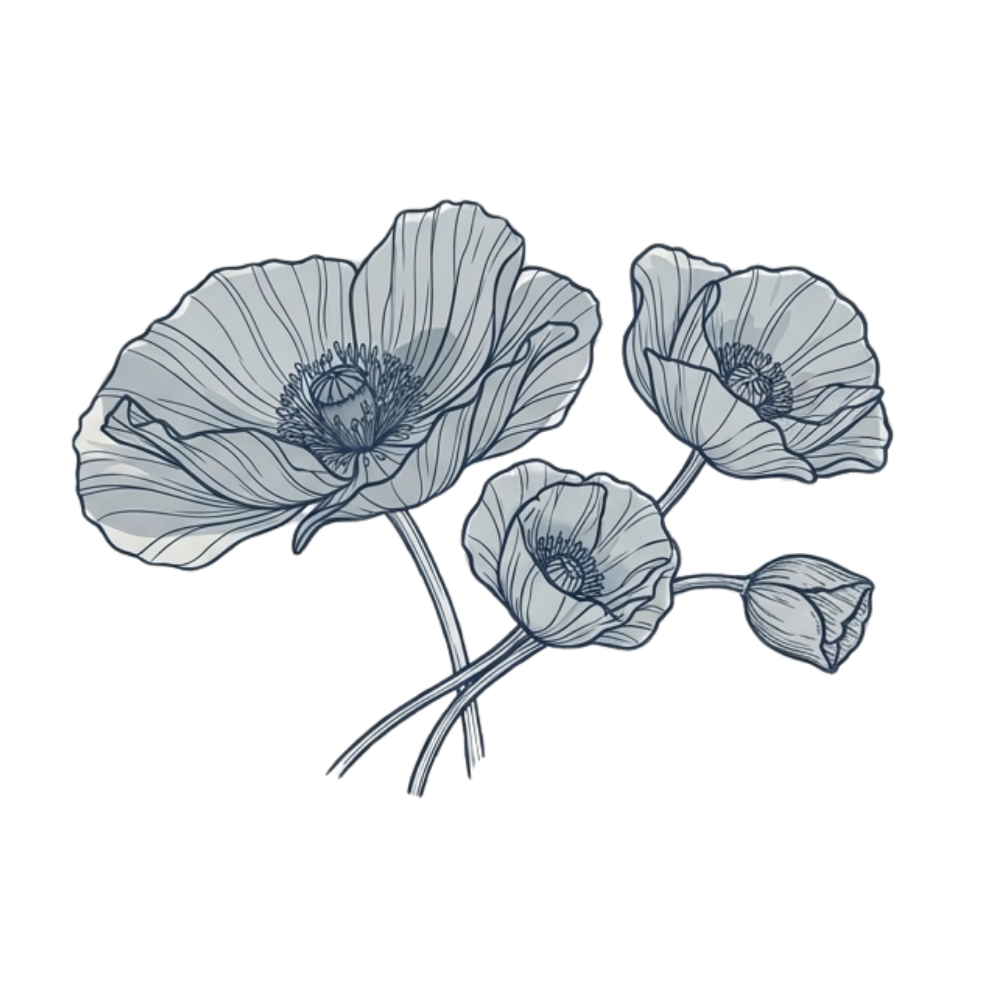 Line art drawing of a pair of poppies with detailed petals and central structure.