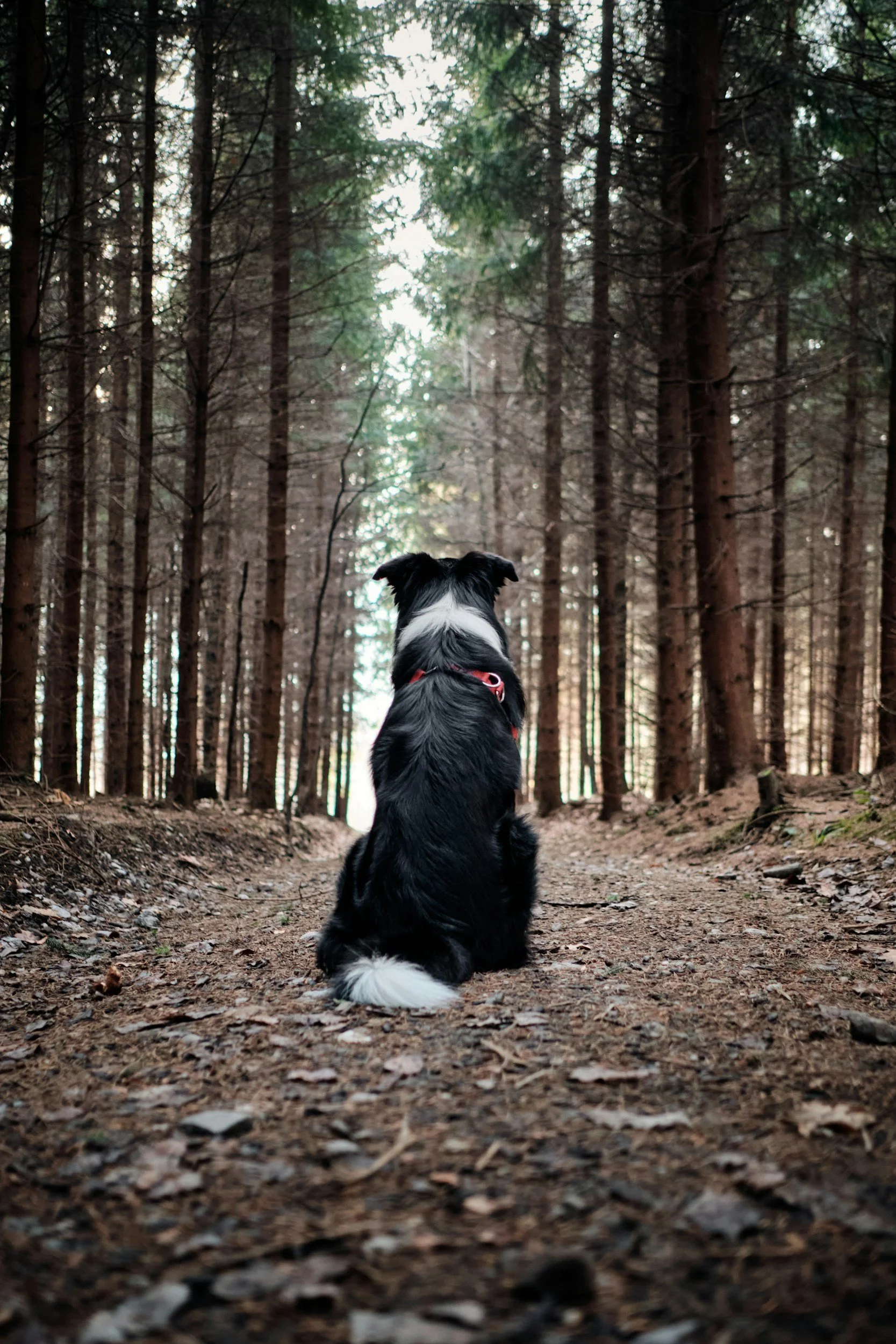 A dog with black and white fur sits on a dirt trail facing a dense forest of tall, slender trees with green foliage, looking into the distance.
