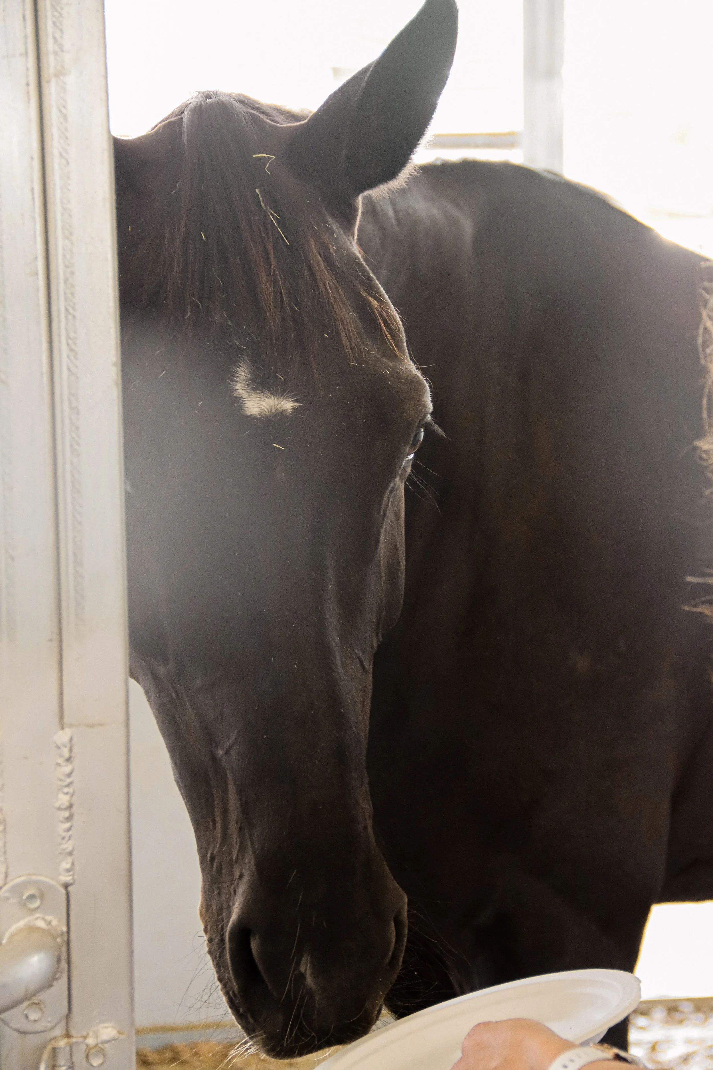 A close-up of a black horse inside a stable, reaching towards a person holding a white plate.