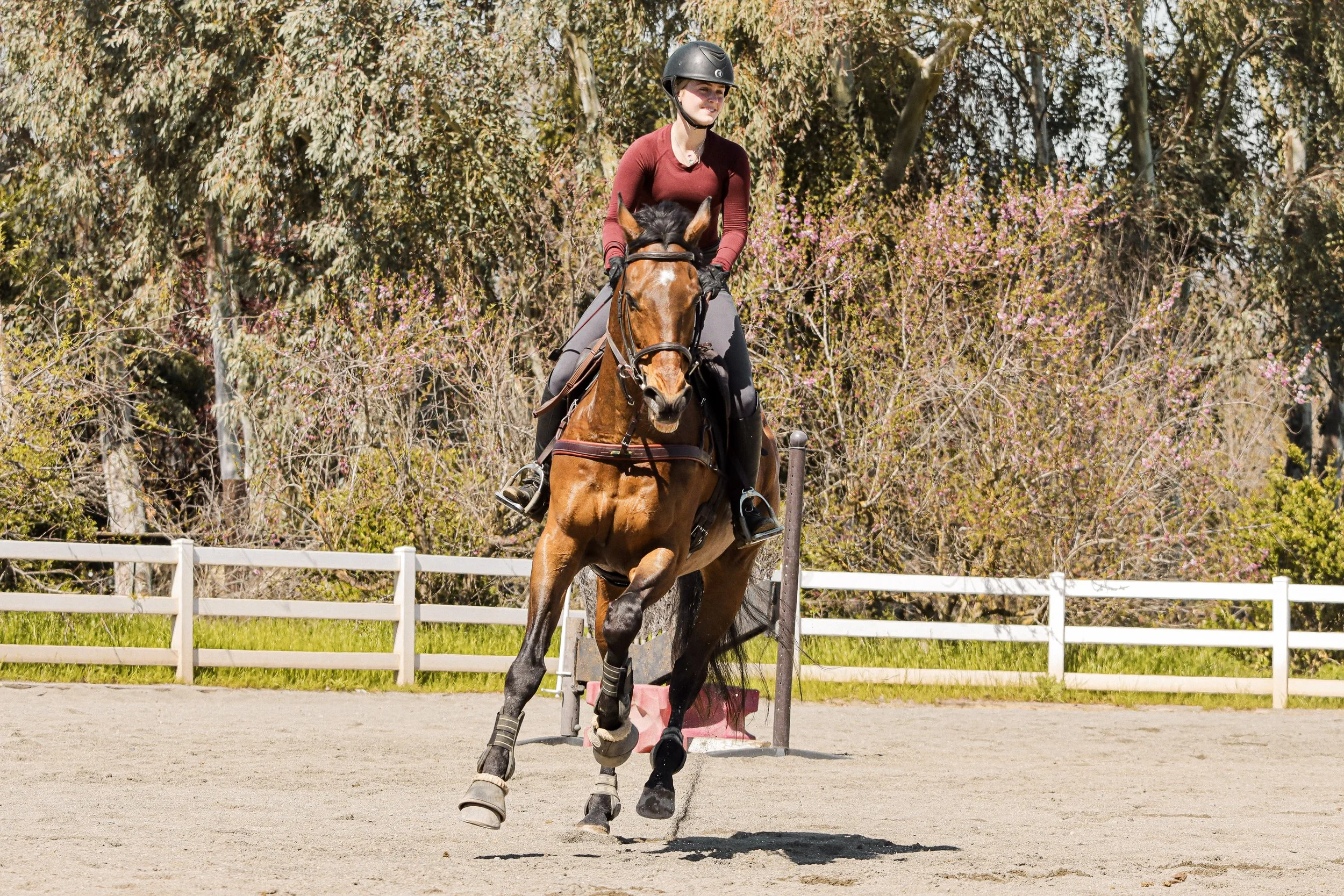 A person riding a horse during a daytime equestrian training session in a fenced outdoor riding arena, with trees and pink flowering bushes in the background.