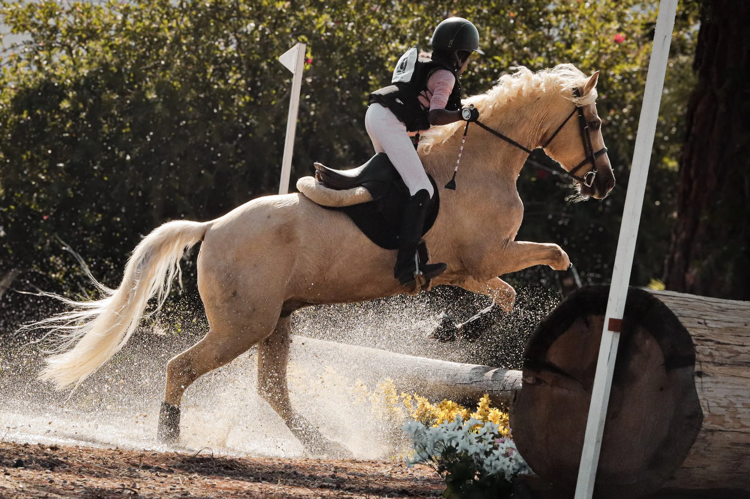 A female horseback rider in a pink shirt, black vest, and white breeches jumping over an obstacle on a light-colored horse during a daytime event in a wooded area.