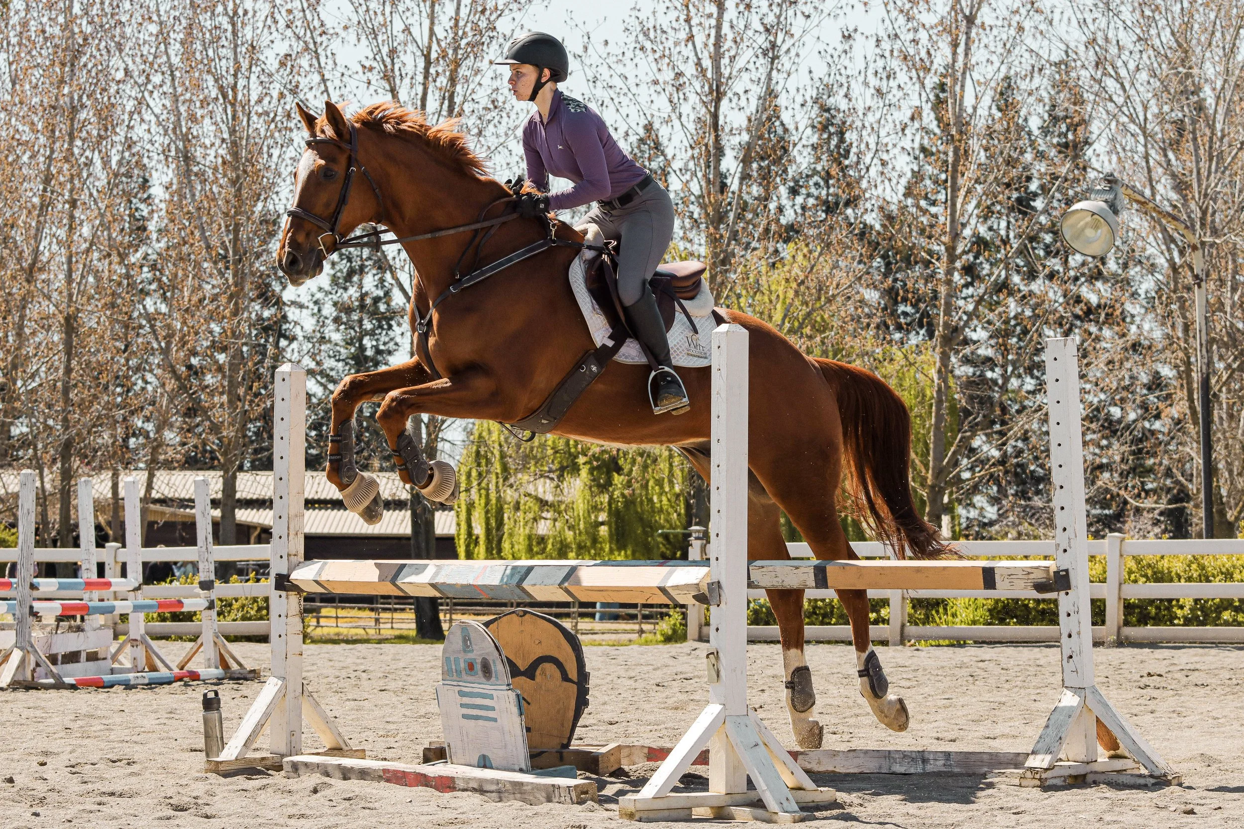 A female equestrian rider on a horse participating in a show jumping competition outdoors, with trees in the background.