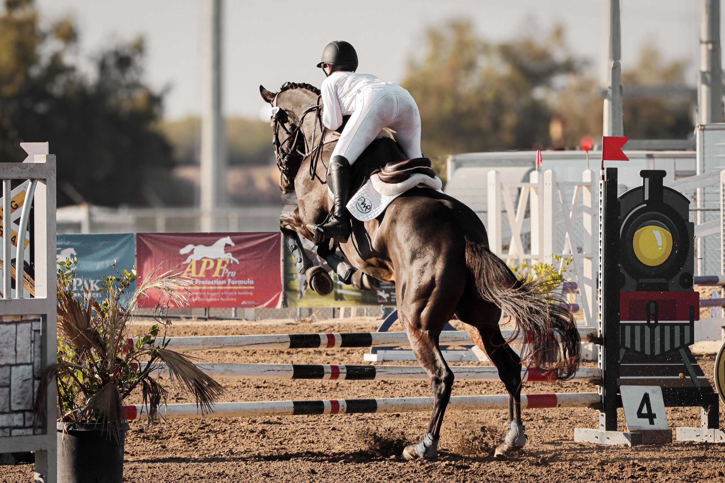A rider wearing a black helmet and white riding attire guides a brown horse over a show jumping obstacle in an outdoor arena. The scene is set in bright daylight with trees and banners in the background.
