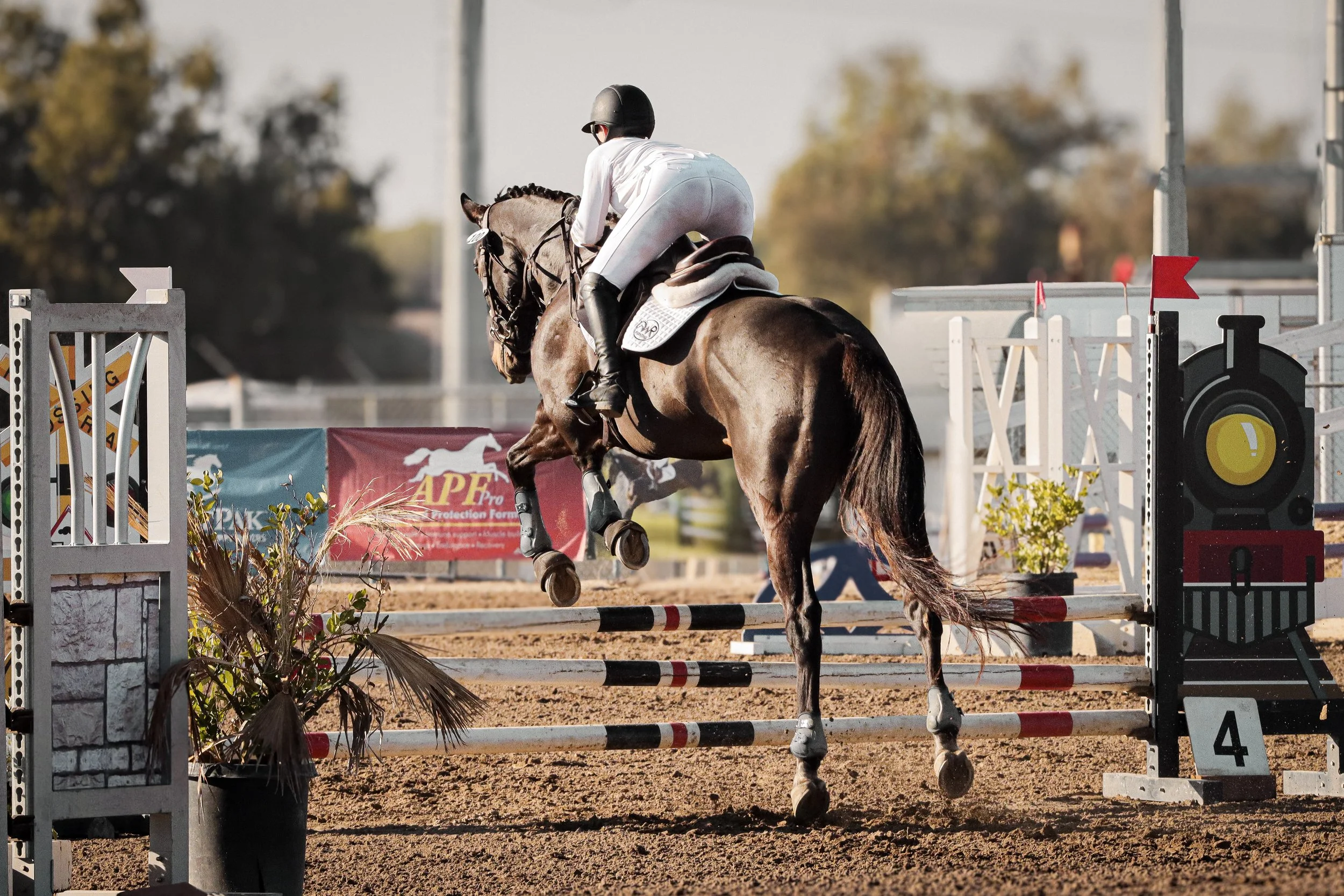A person wearing a black helmet and white riding attire riding a brown horse over a jumping obstacle at an equestrian show.
