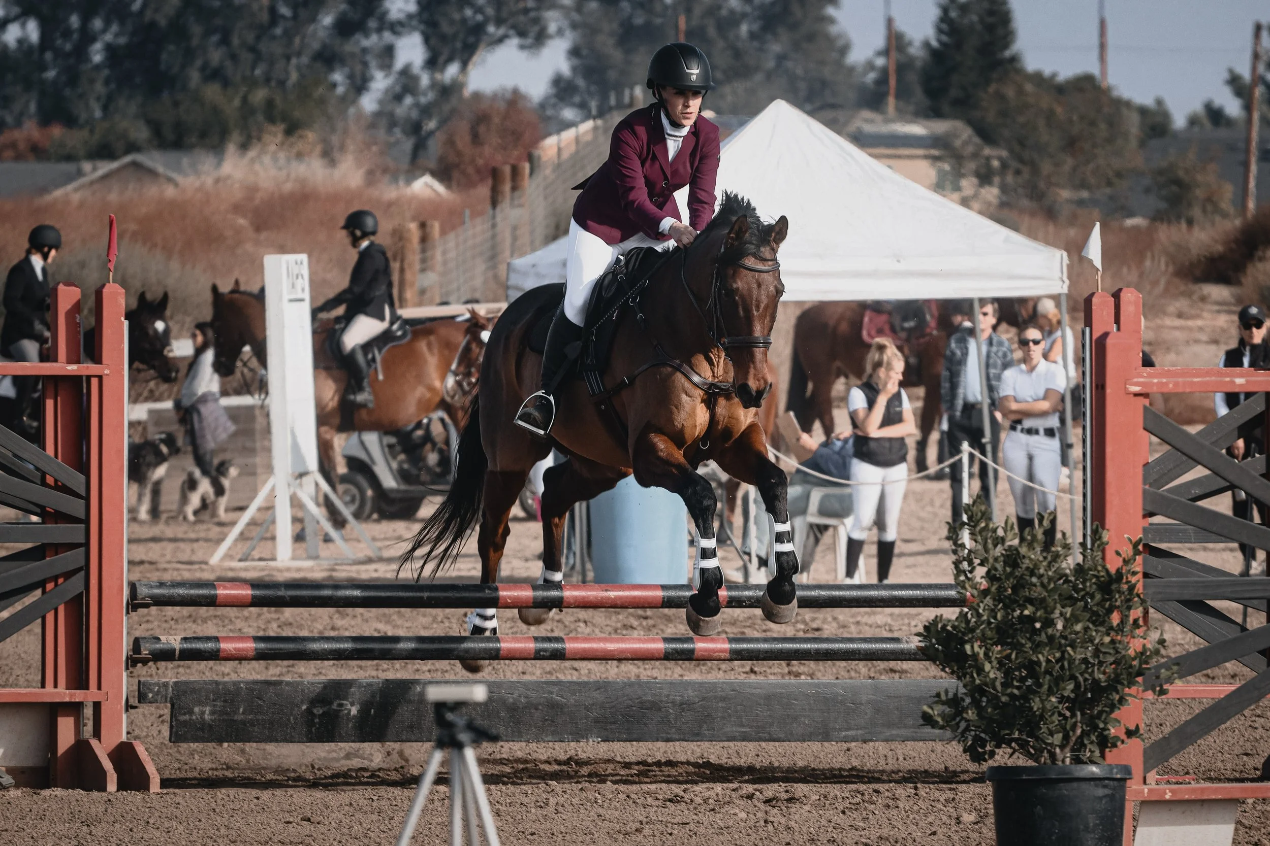 A rider in a purple jacket and white breeches jumping a horse over an obstacle at an equestrian event, with spectators and other riders in the background.