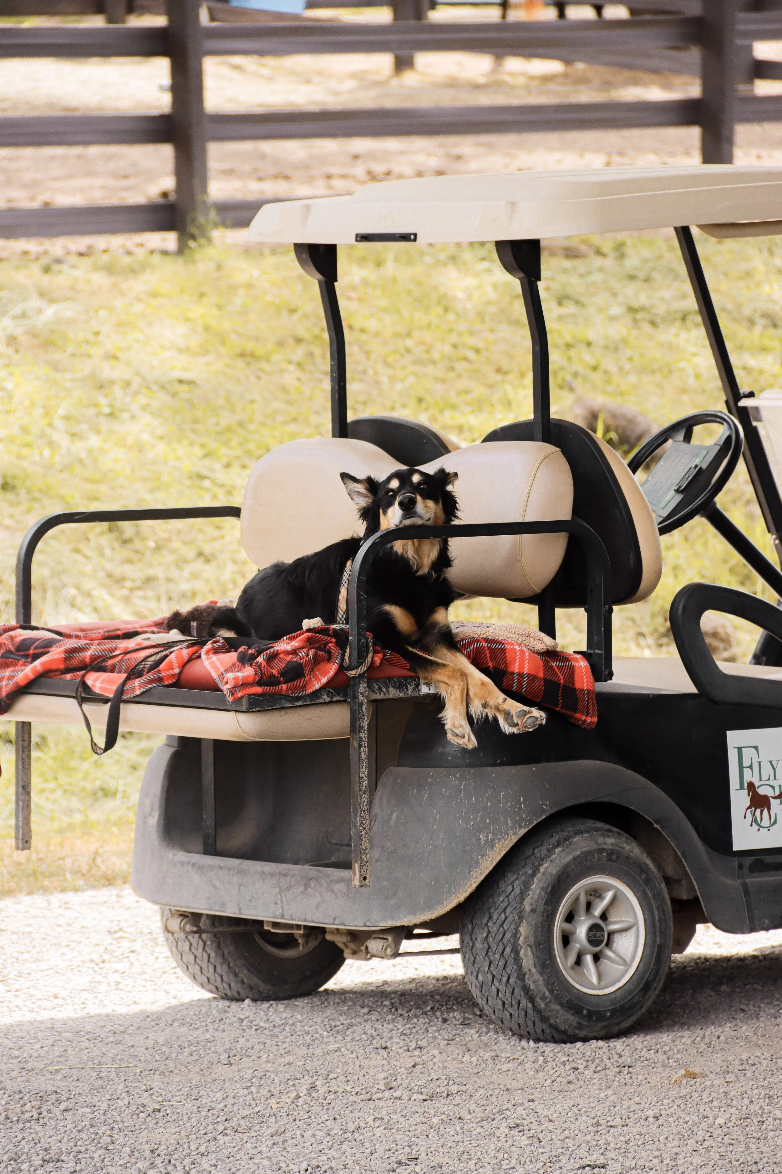 A small black and tan dog lying on a red plaid blanket on the front seat of a golf cart. The golf cart has a beige canopy and black steering wheel, parked on gravel with a wooden fence in the background.