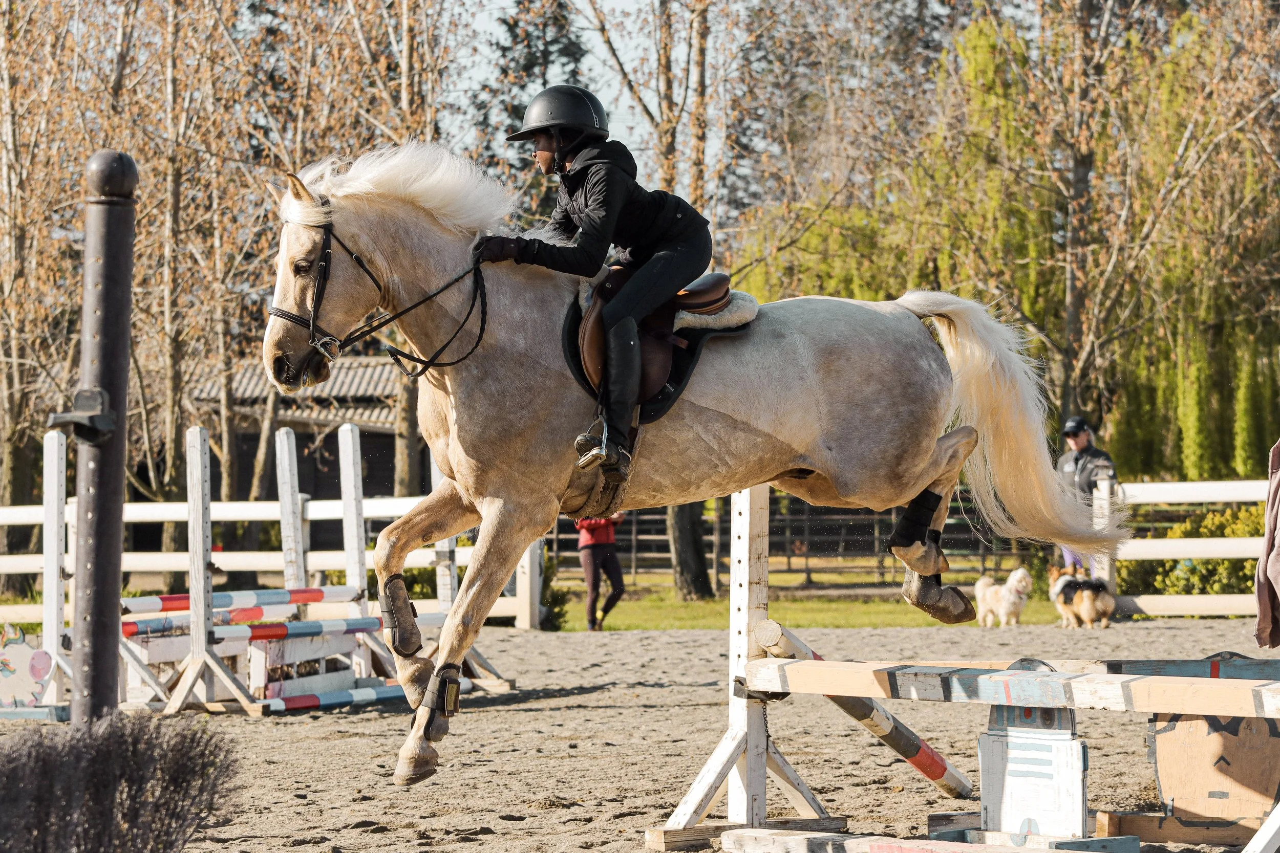 A person wearing a helmet and riding a light-colored horse jumping over an obstacle at an outdoor equestrian event during fall.