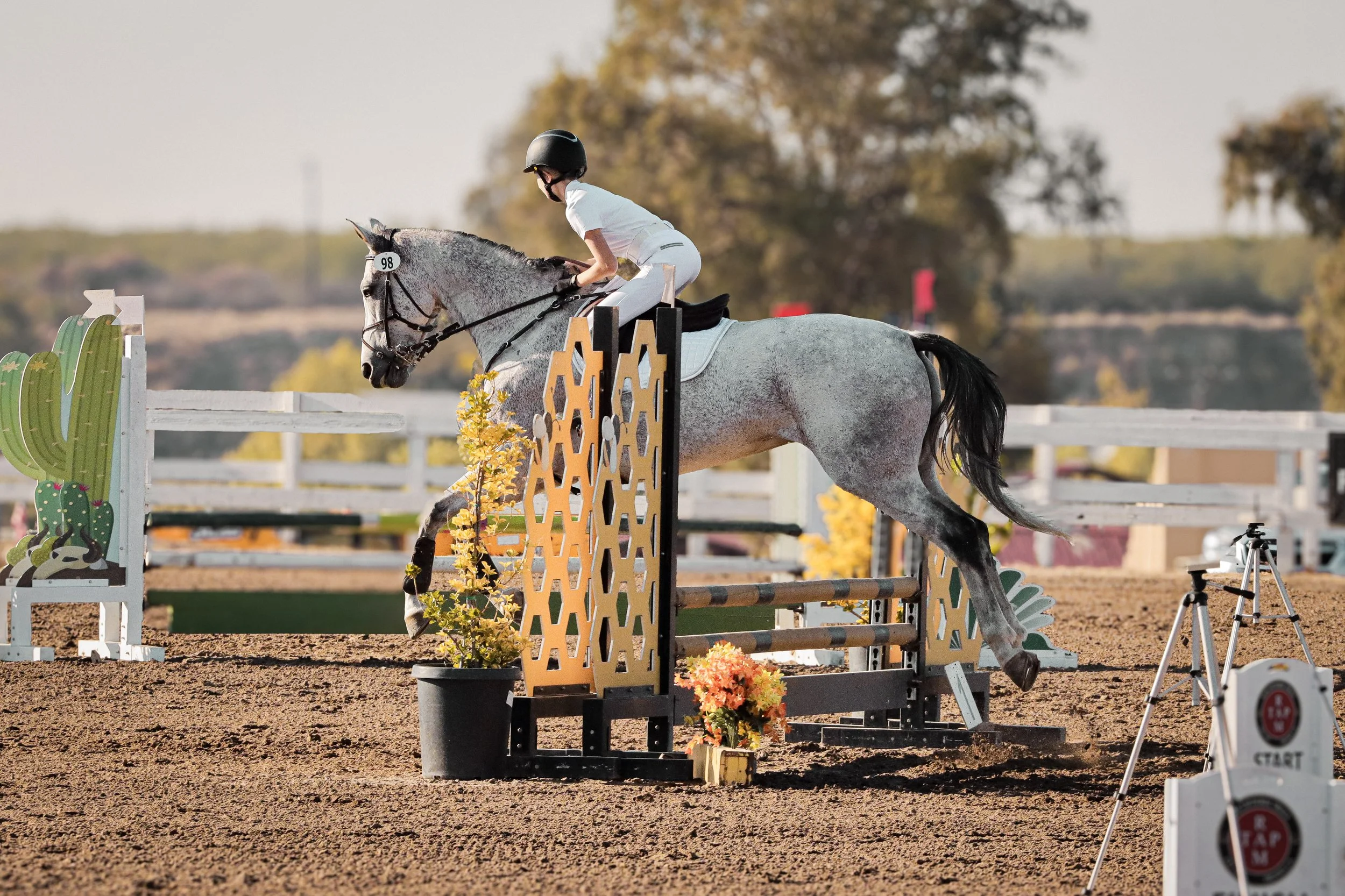 A rider in a white shirt and helmet jumping over an obstacle on a gray horse during an equestrian event. The obstacle is decorated with orange and black panels and yellow flowers, with a cactus design on a side panel.