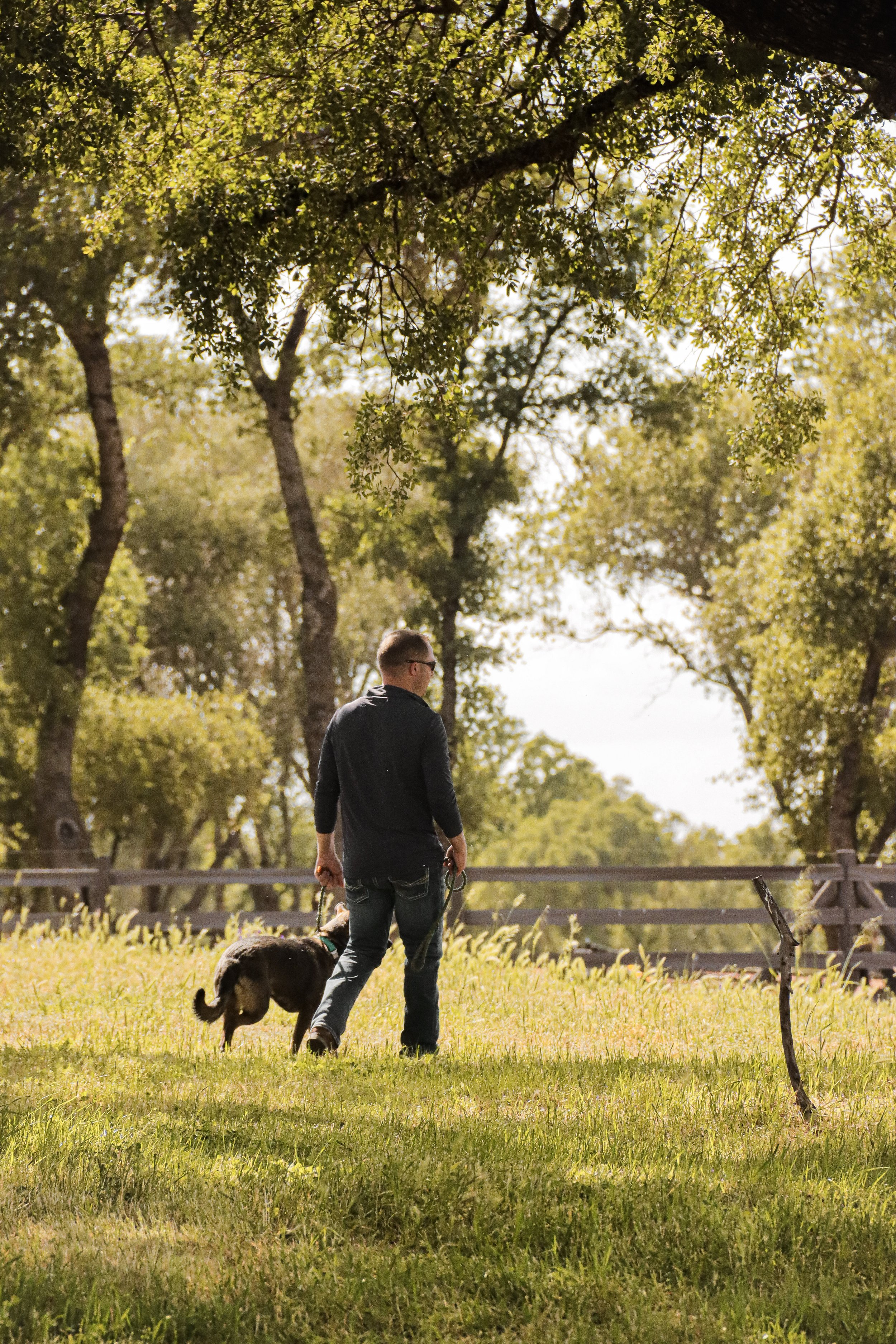A man walking a dog in a park with tall trees and a wooden fence in the background, sunny day, green grass, autumn leaves.