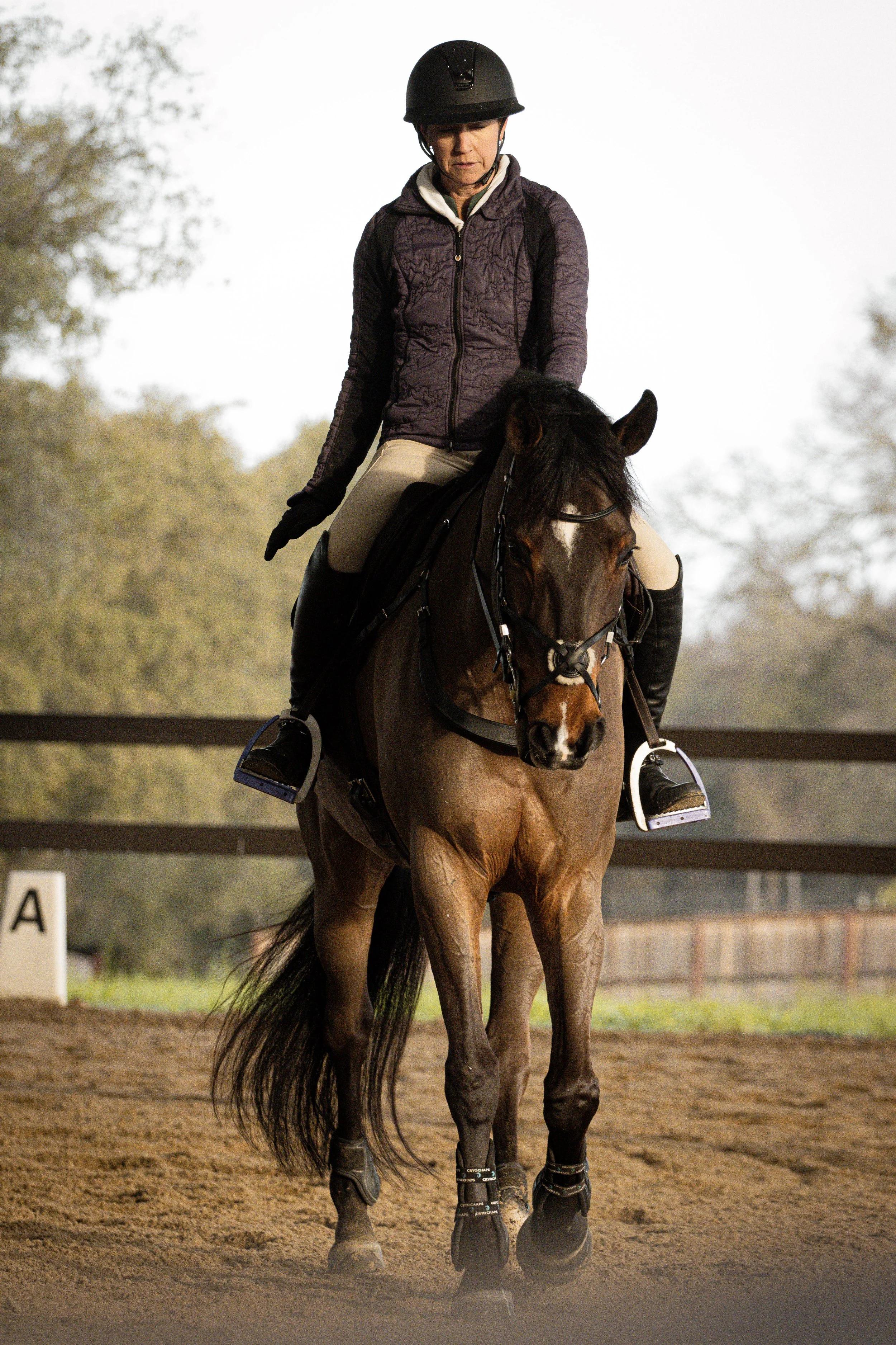 A person wearing a black riding helmet, a purple quilted jacket, and beige riding pants rides a brown horse on a dirt riding arena with trees and a wooden fence in the background.