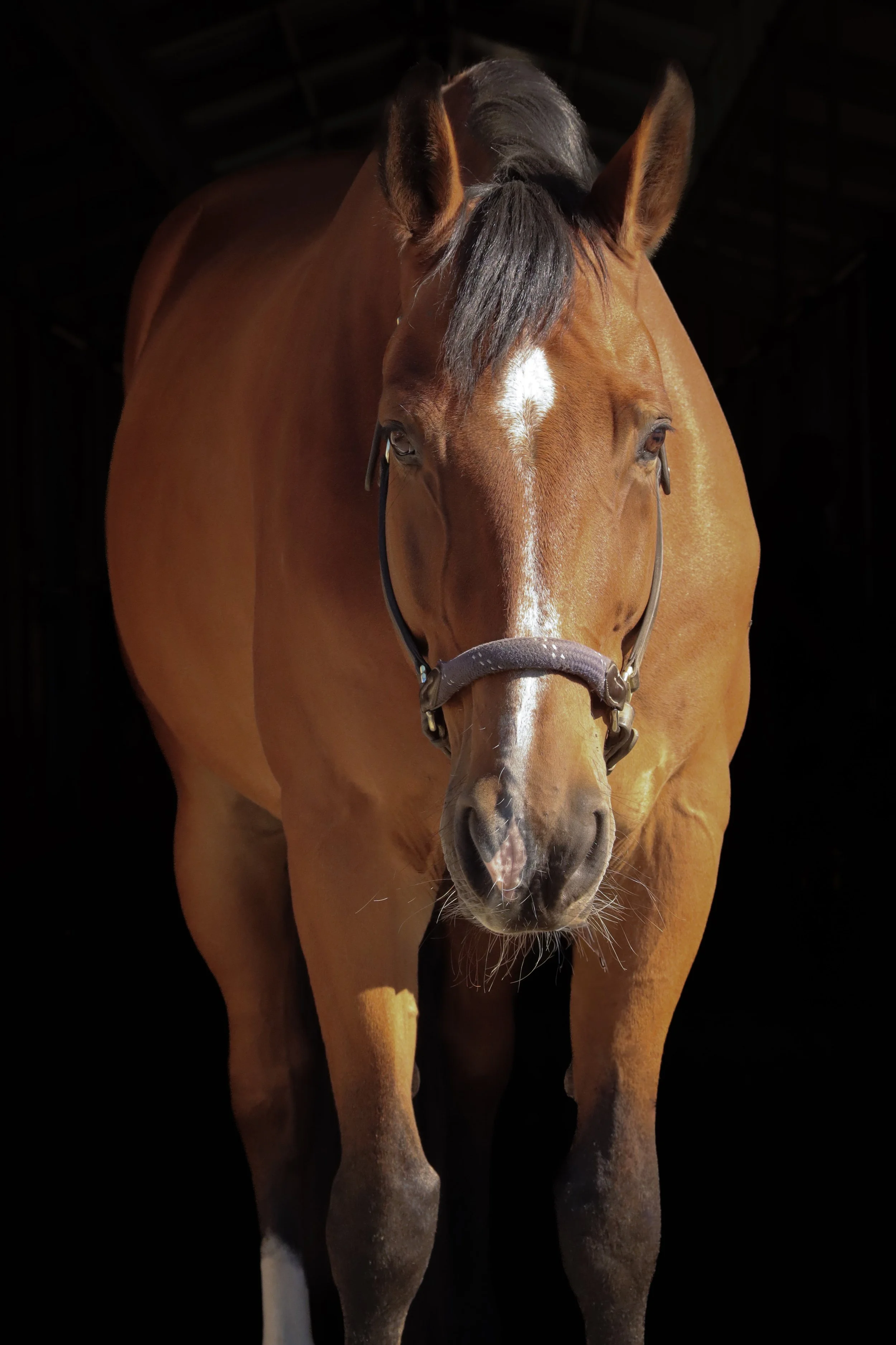 (2 of 2) Kim Covington's Romeo