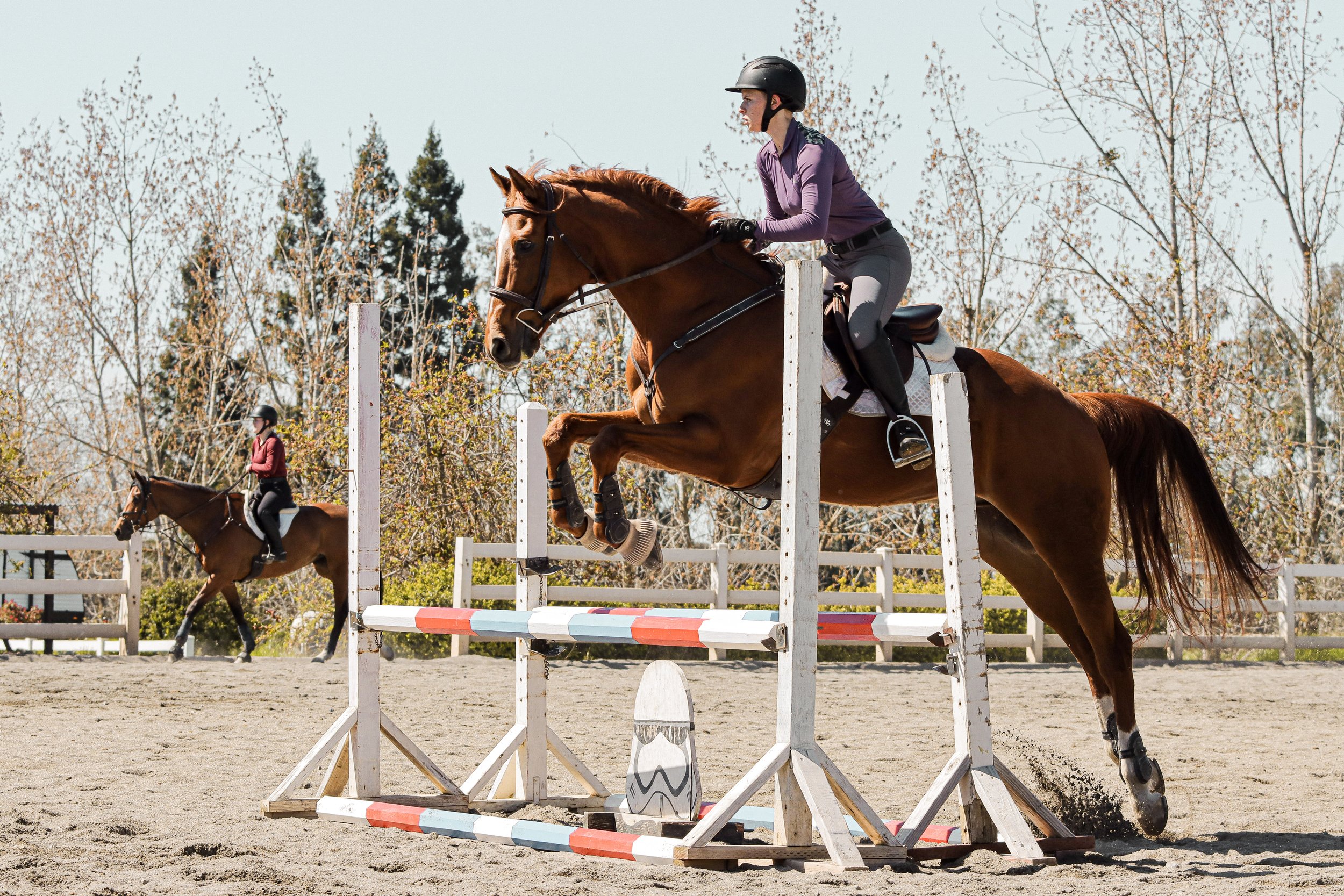 A female equestrian wearing a purple shirt, grey riding pants, and a helmet riding a brown horse over a jump in an outdoor arena, with trees in the background.