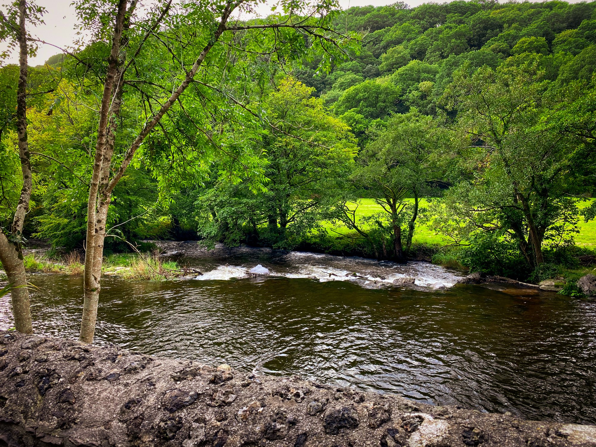 Scenic forest creek flowing over rocky rapids beneath leafy trees, with a green meadow and wooded hillside beyond